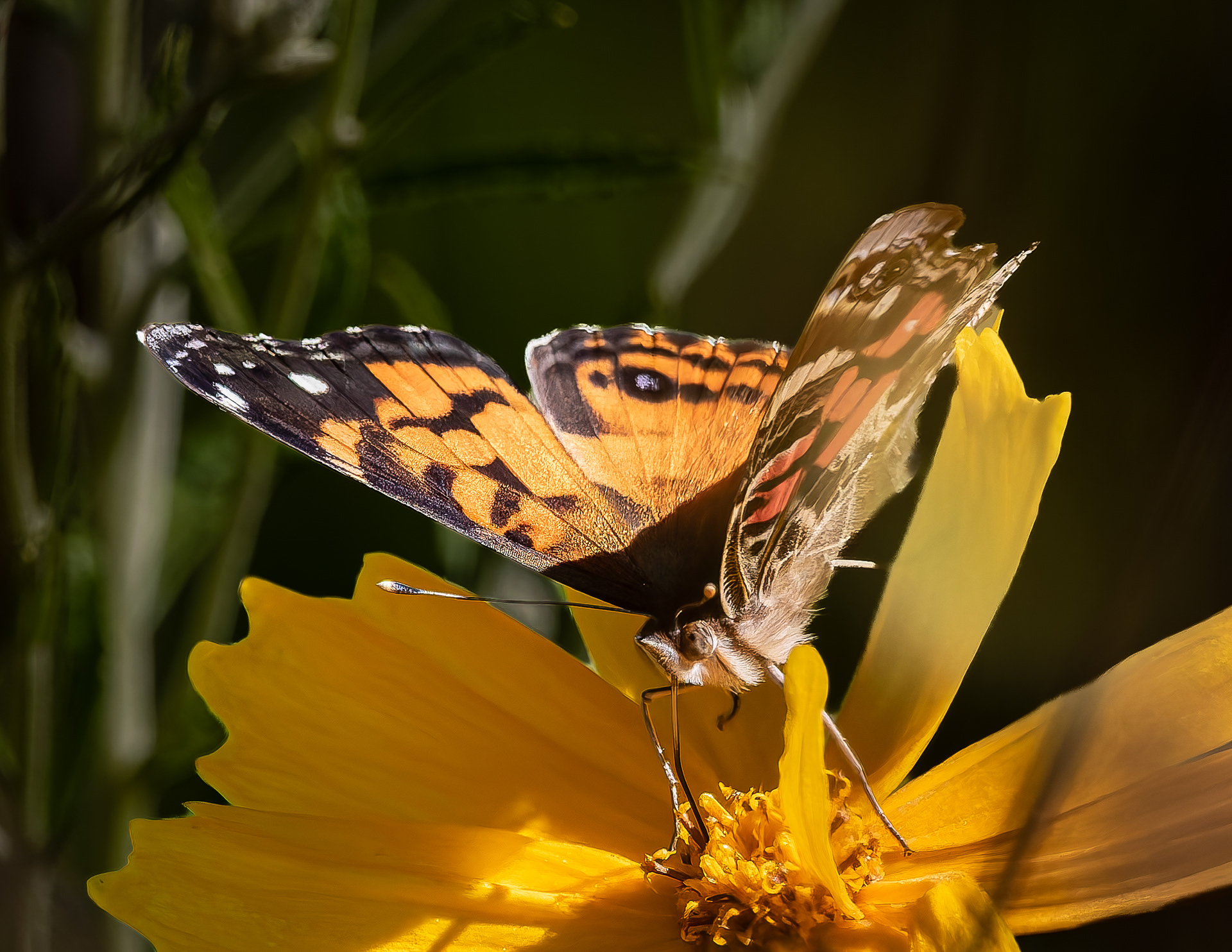 American Painted Lady Butterfly No1