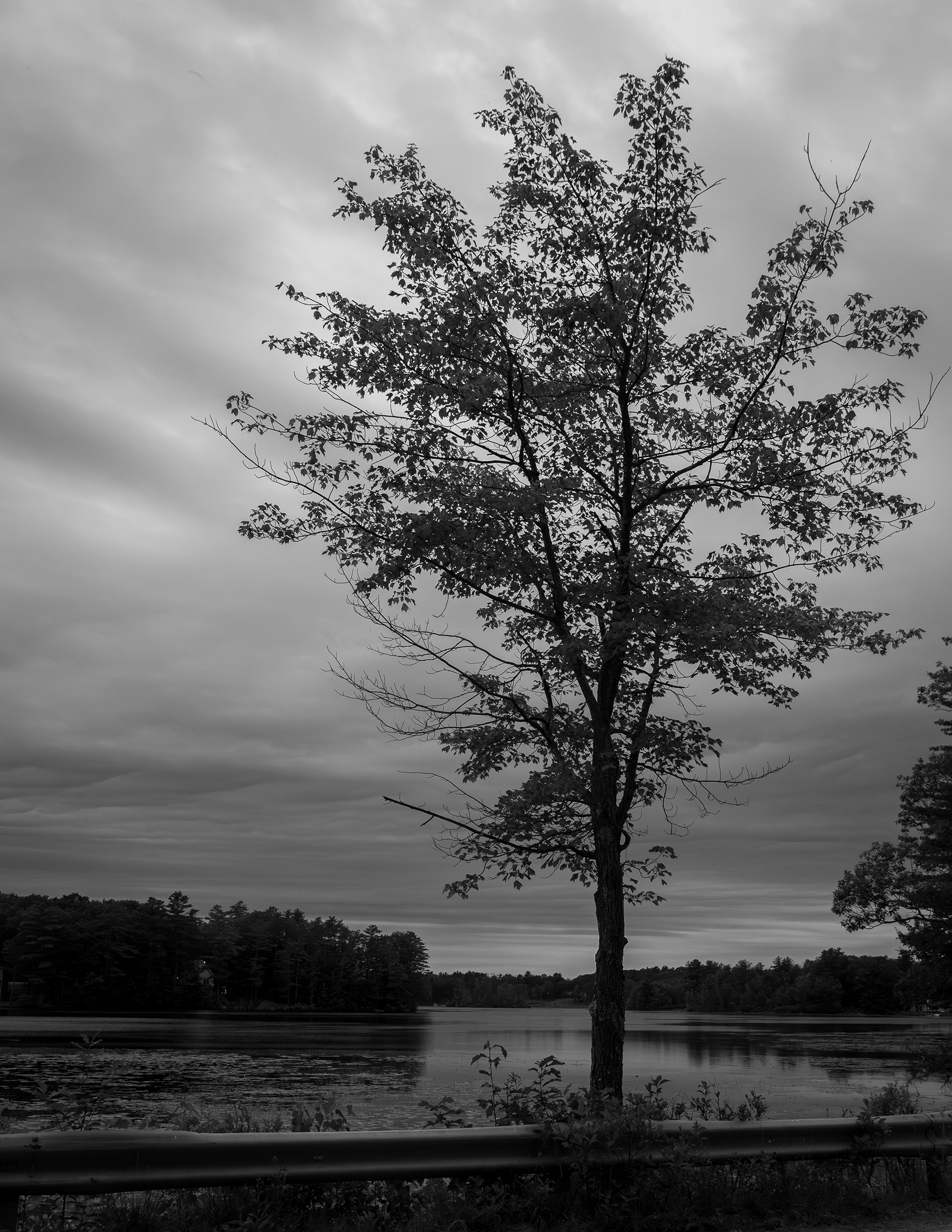 Shellcamp Pond Favorite Tree No2