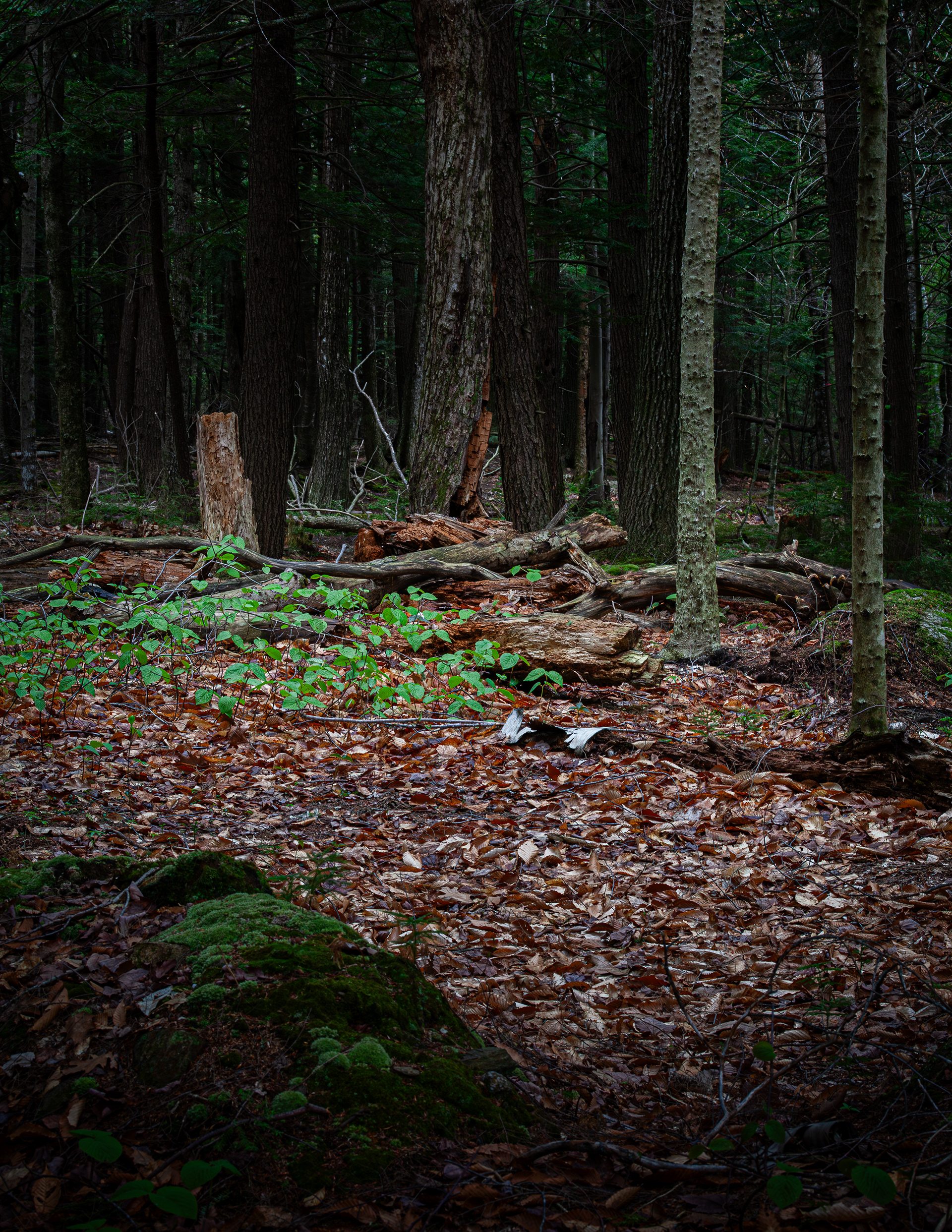 Woodlands in Color