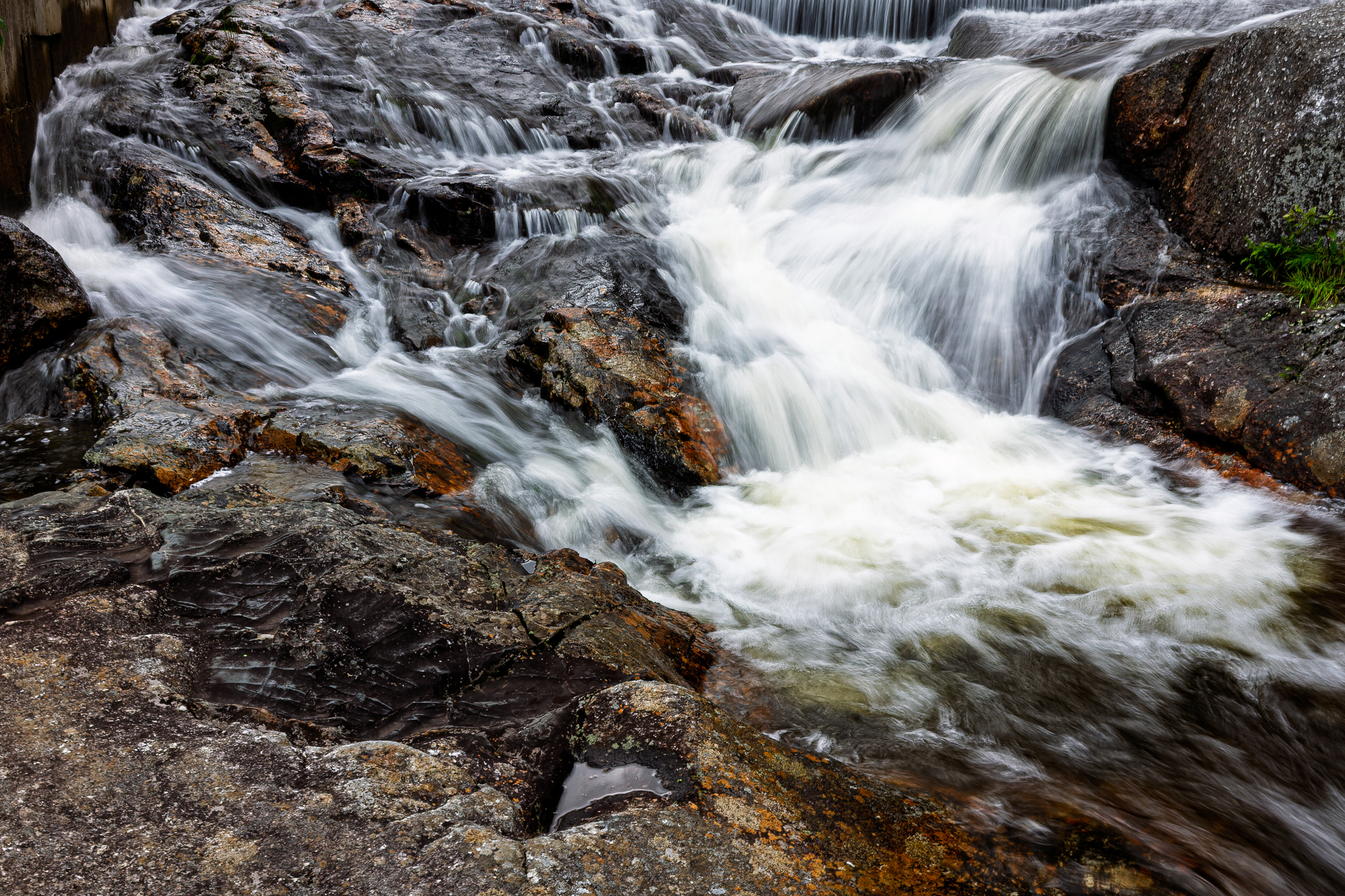 Beaver Pond Dam No8