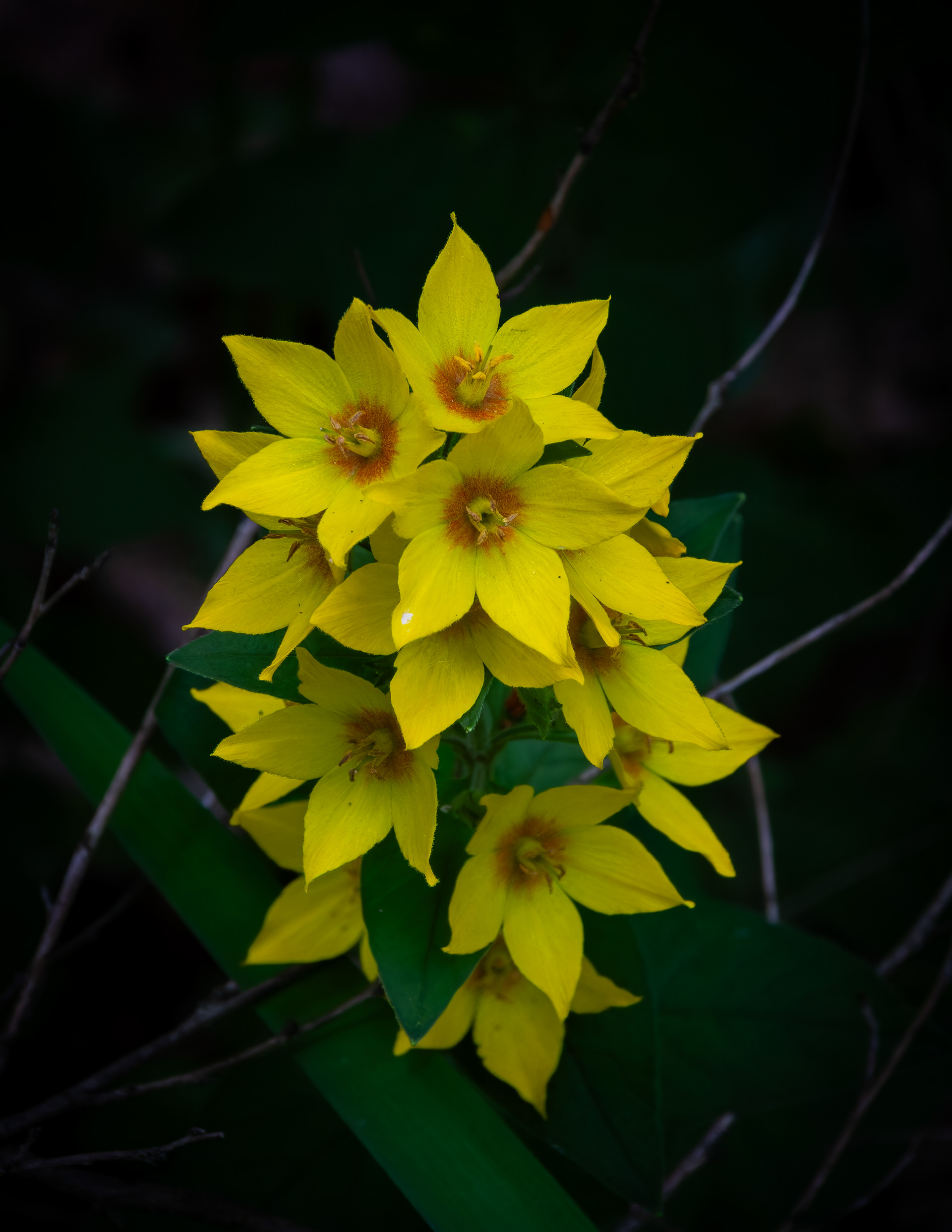 Lysmachia - July 4, 2026