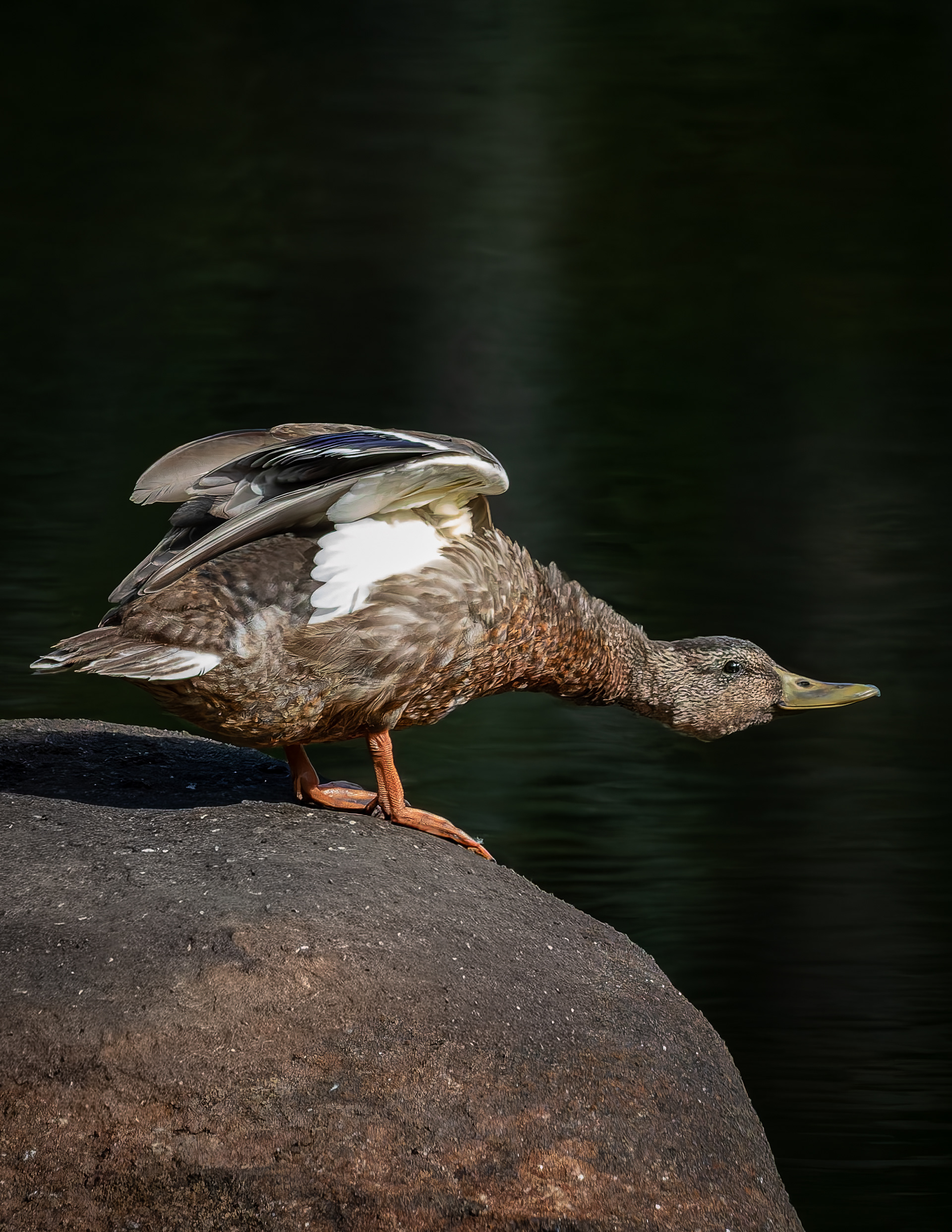 Mallard Hen No1