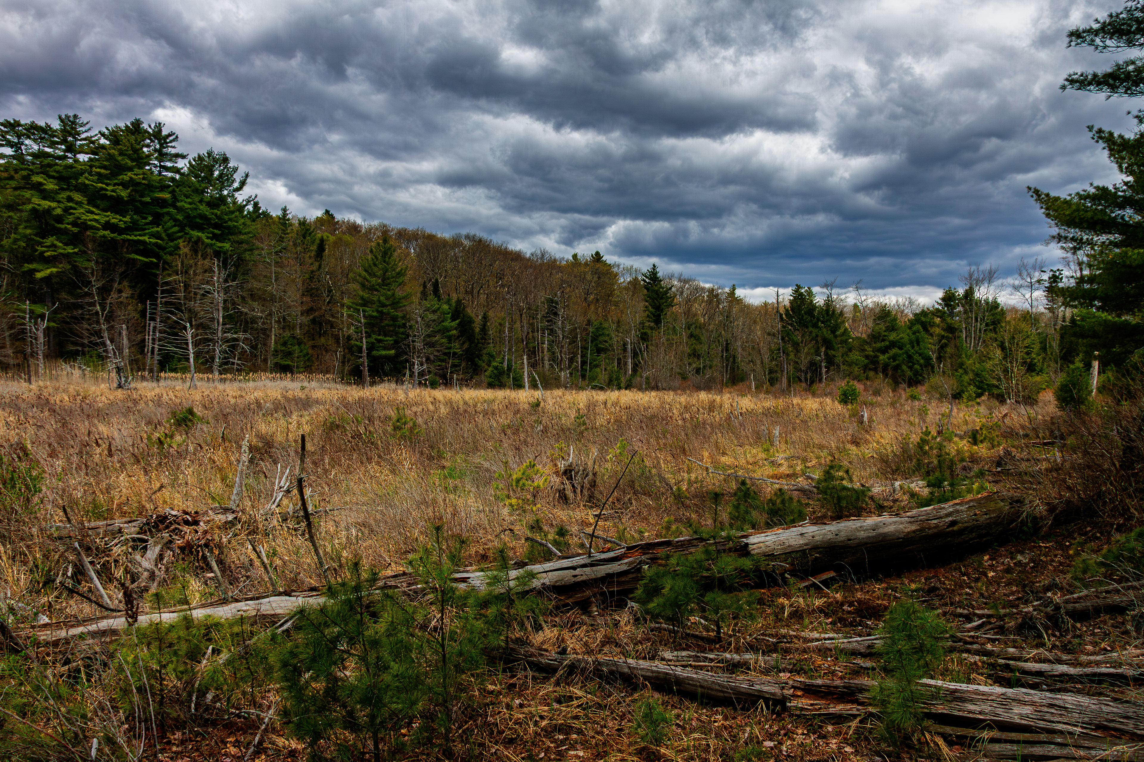 Beaver Woods Wetlands in Color