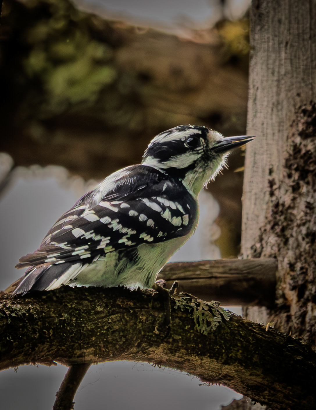 Female Downy Woodpecker