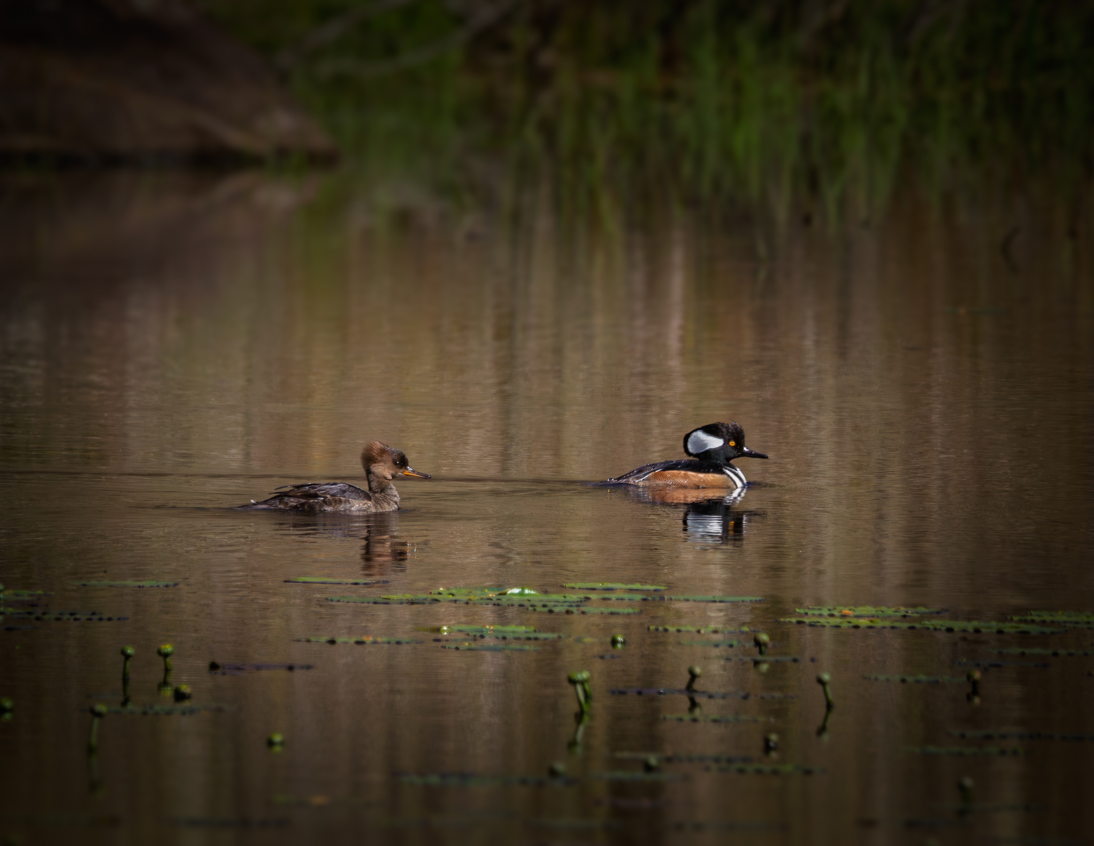 Hooded Merganser Pair at CSV