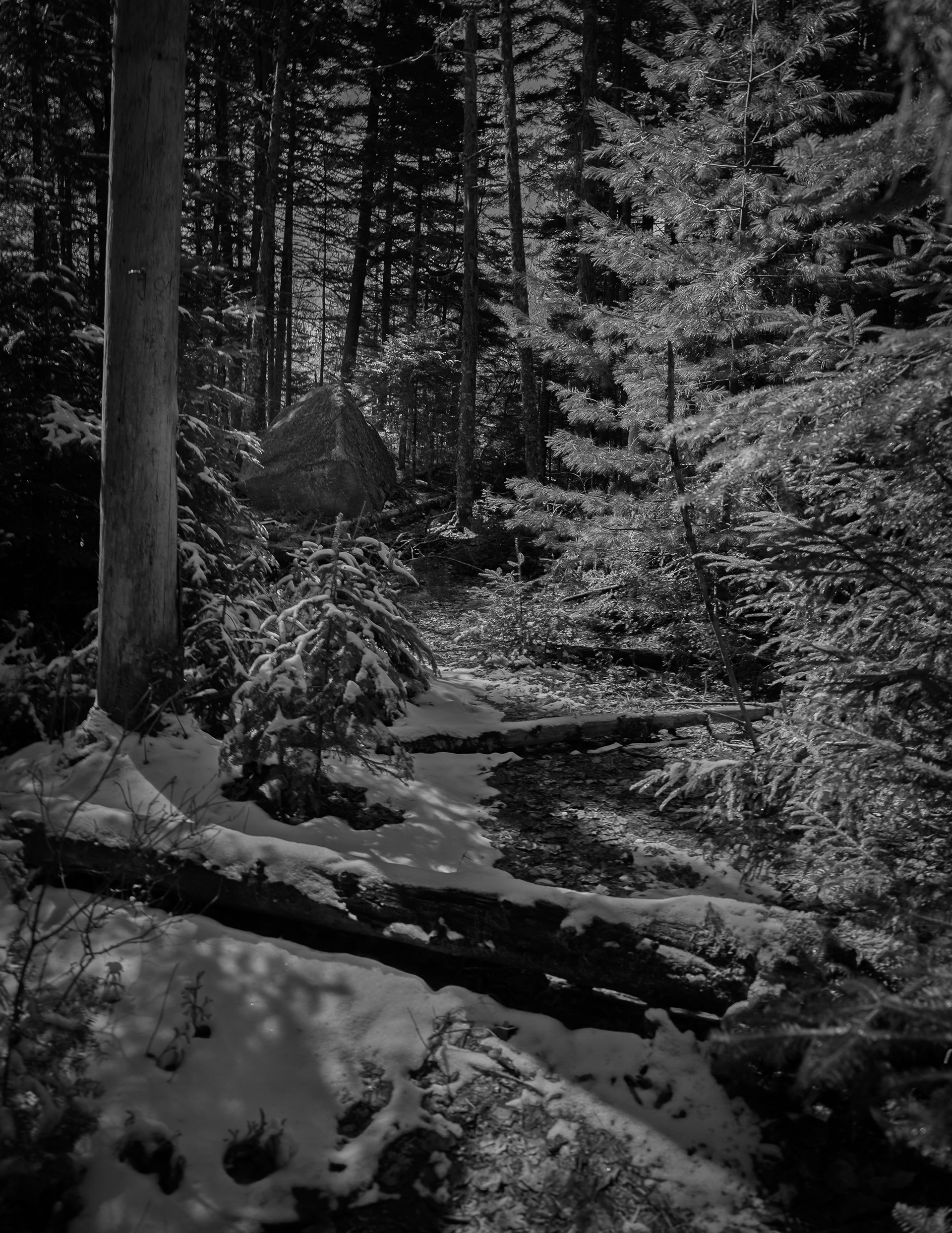 Snow Covered Trail No1