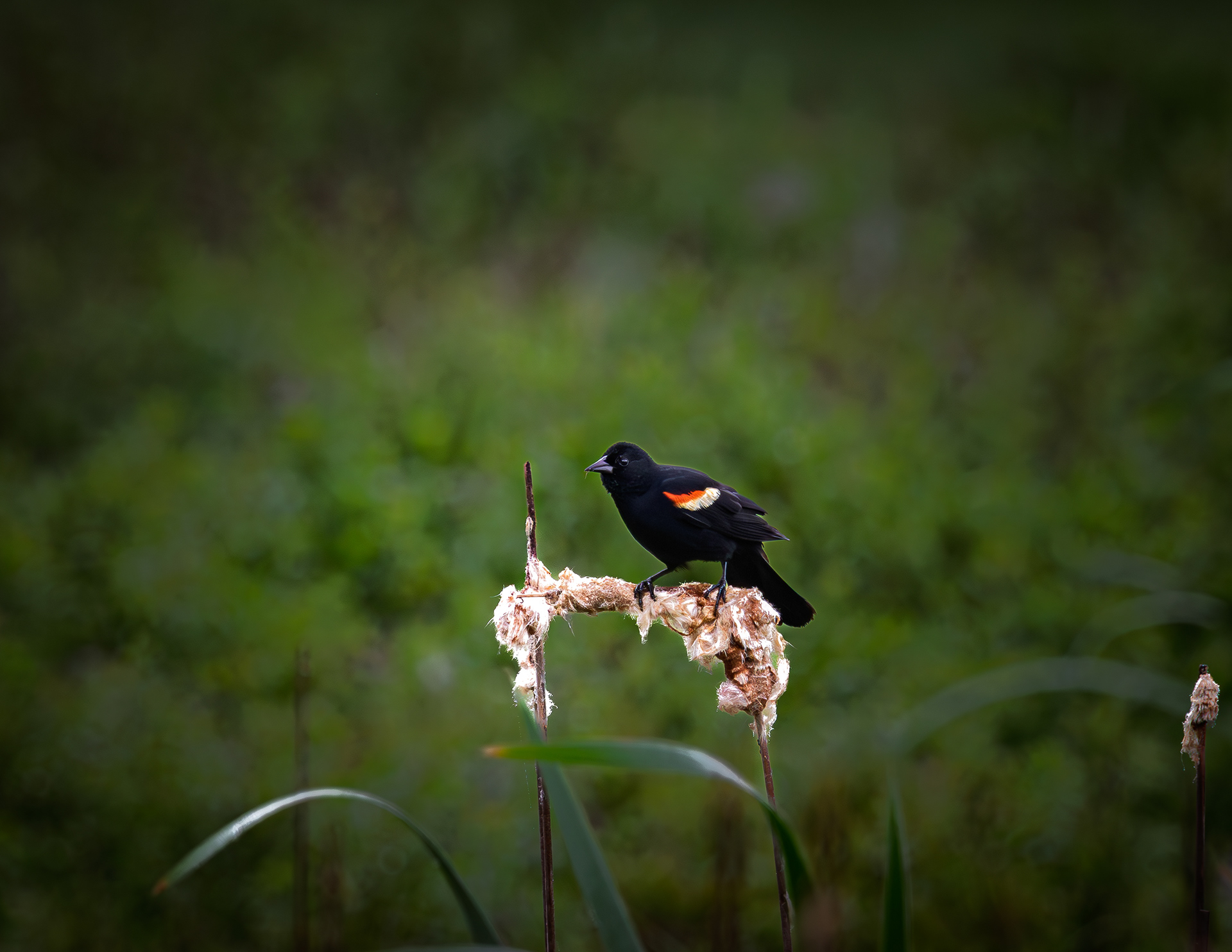 Male Red-winged Blackbird No2