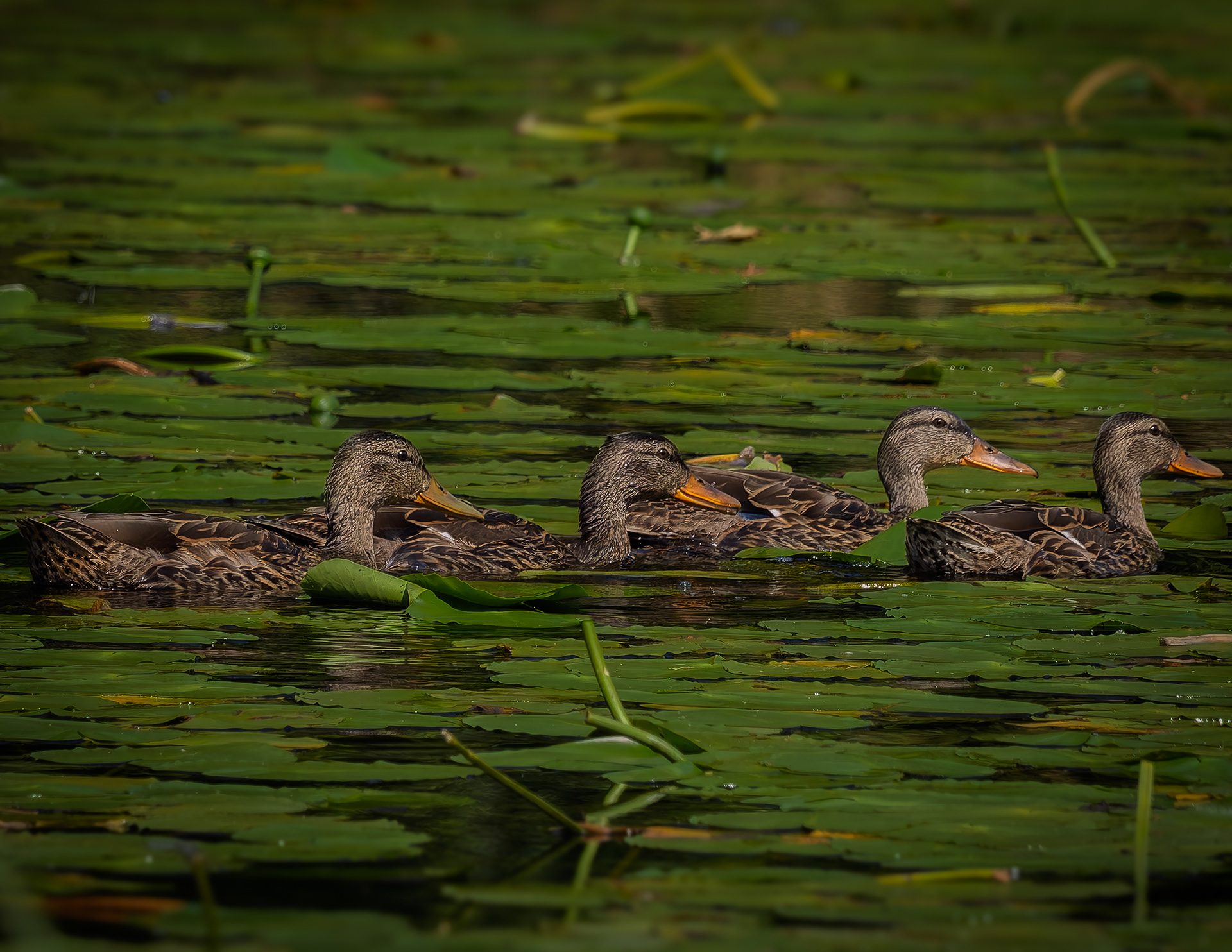 Mallard Duck Family No2