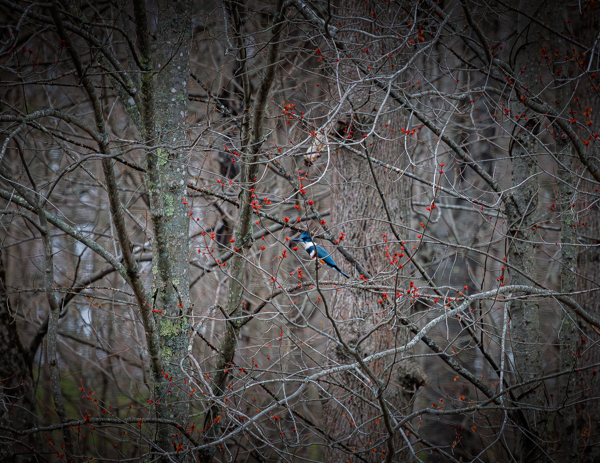 Belted Kingfisher at CSV