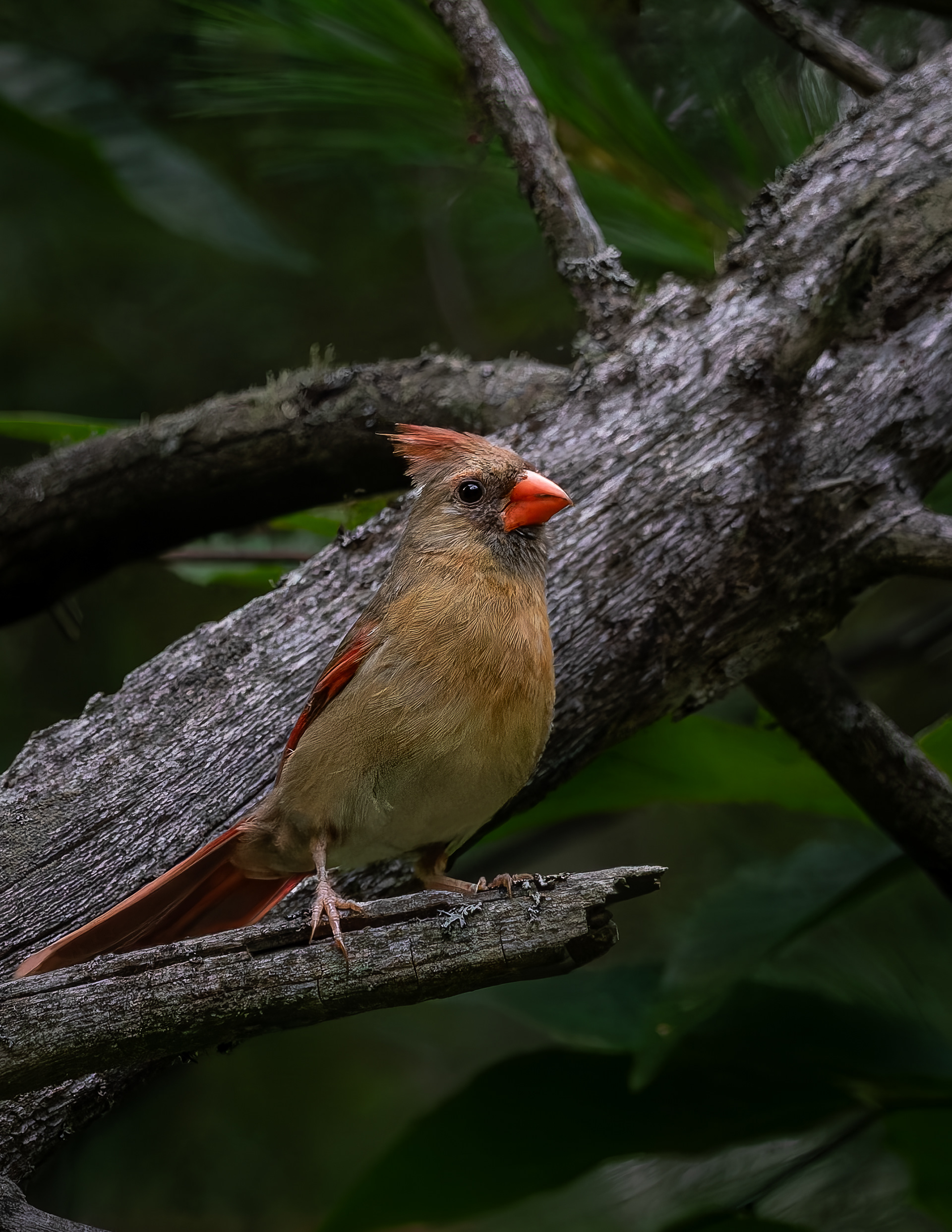 Female Northern Cardinal No2 - July 31, 2026