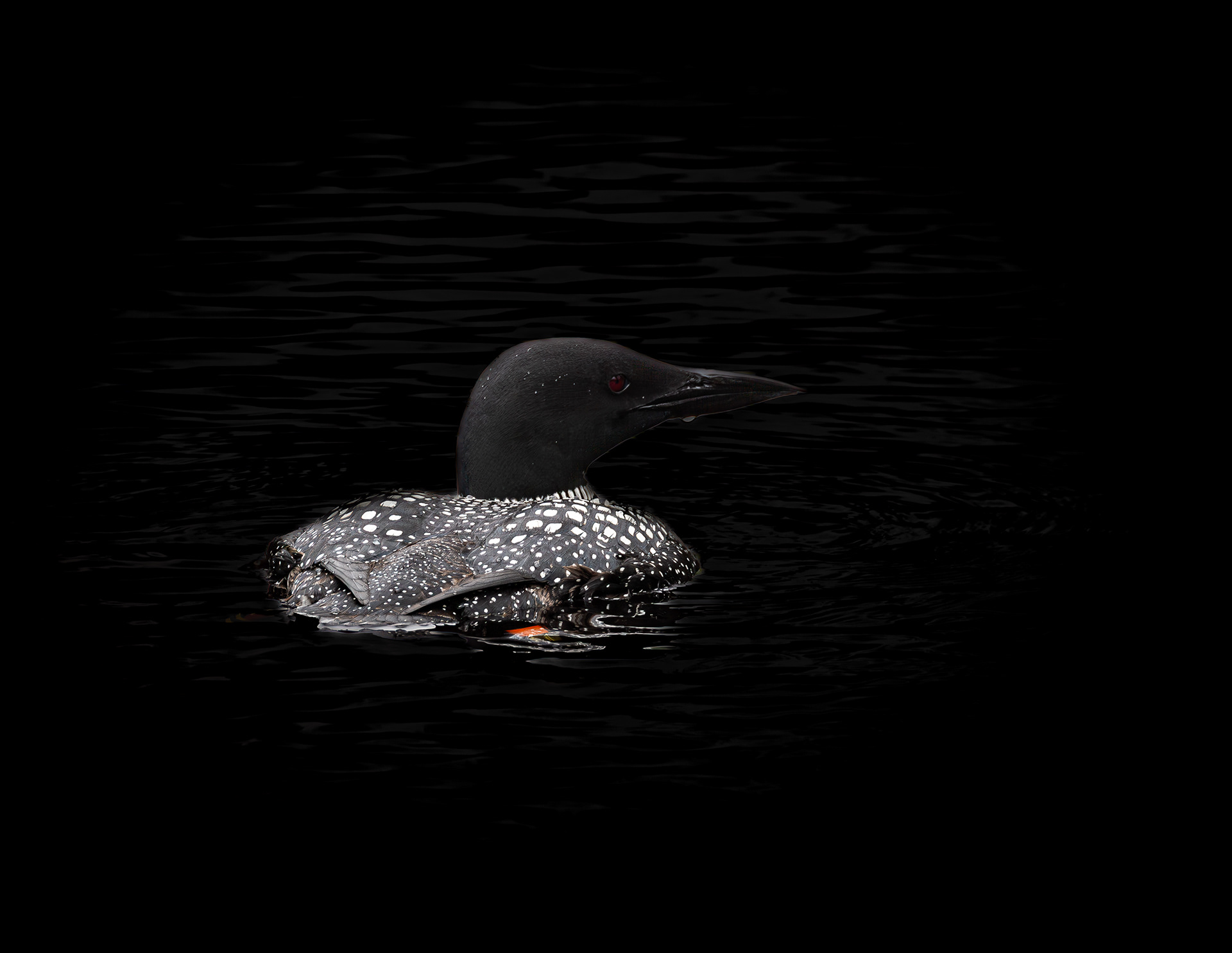 Common Loon No8