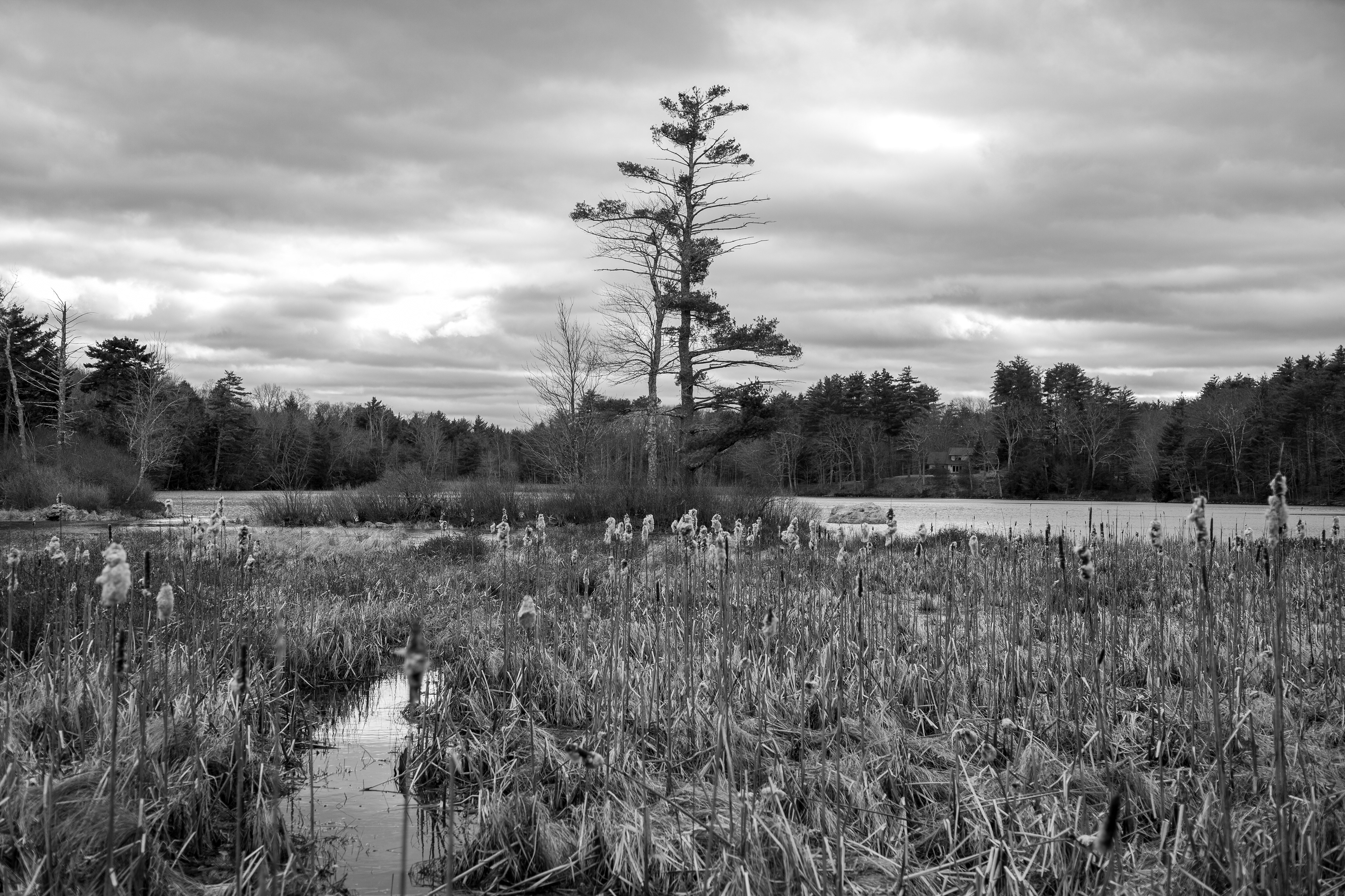 Rollins Pond No8