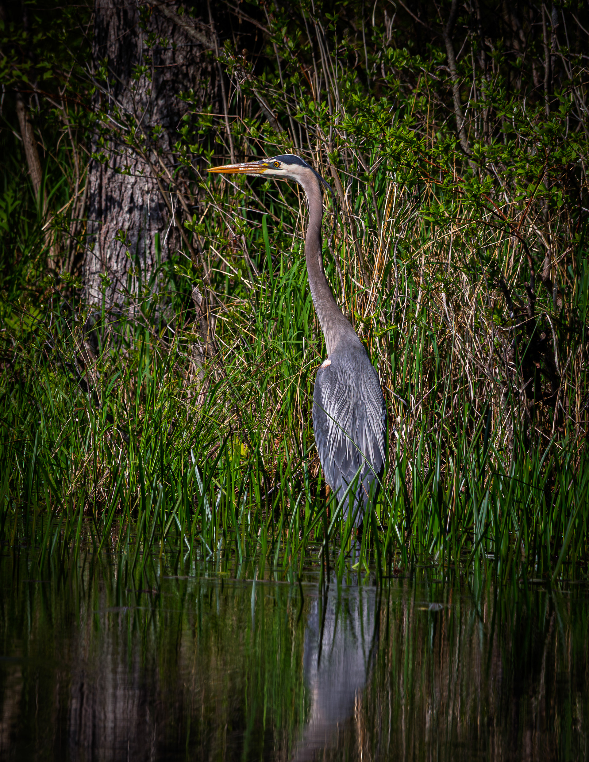 Great Blue Heron No3