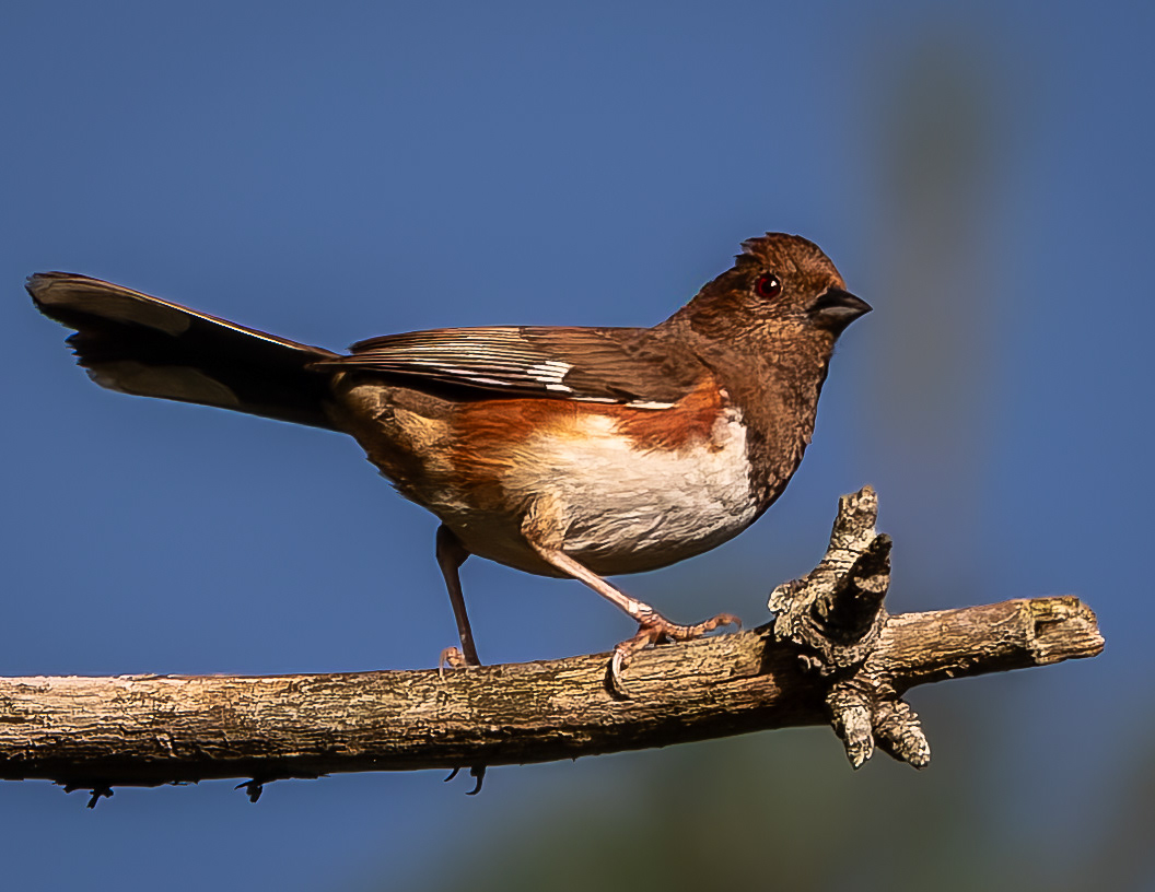 Female Eastern Towhee No1