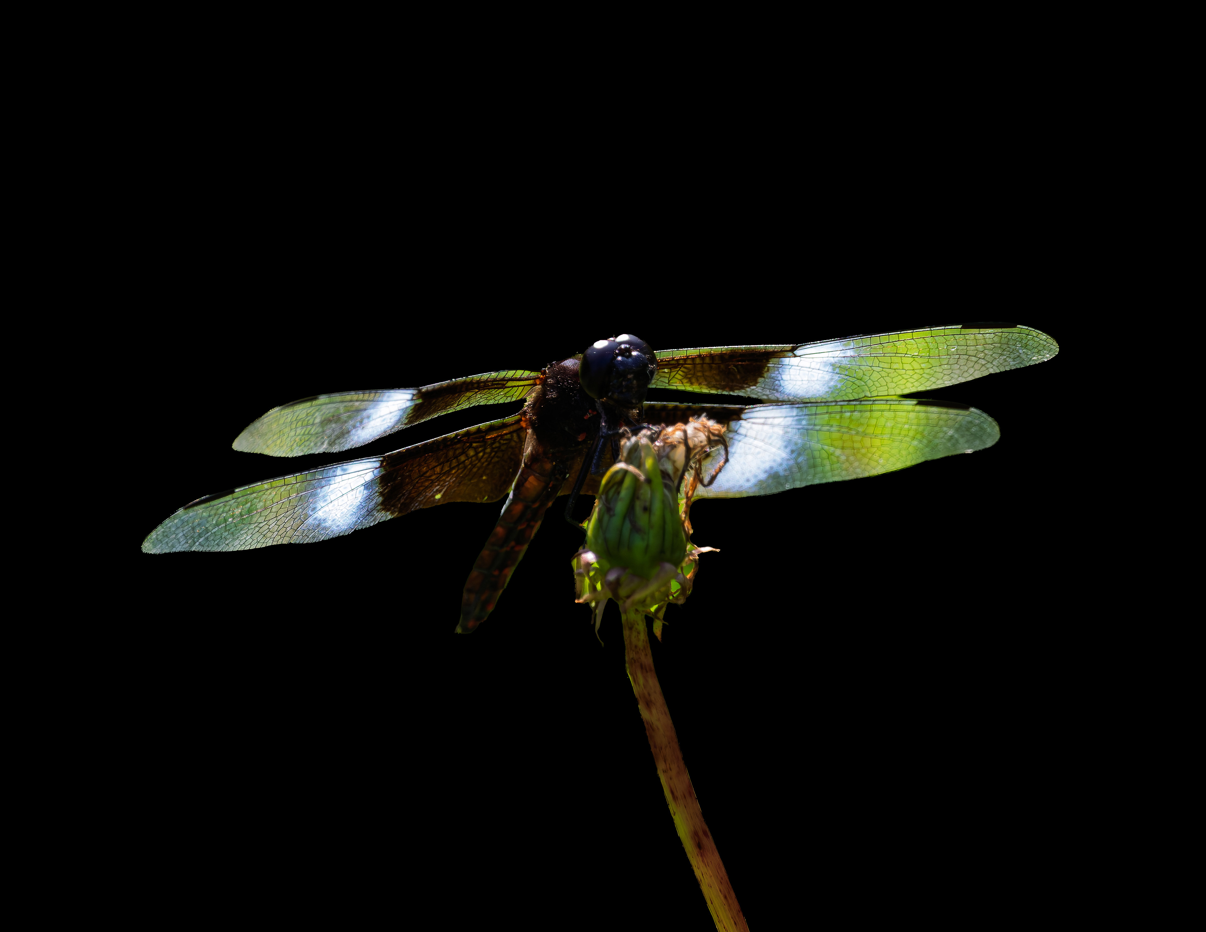 Dragonfly No1