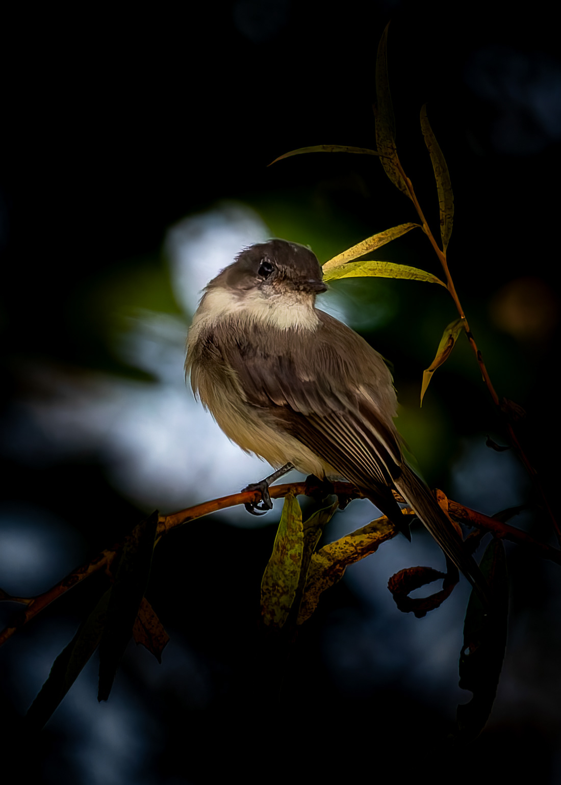 Eastern Phoebe No1