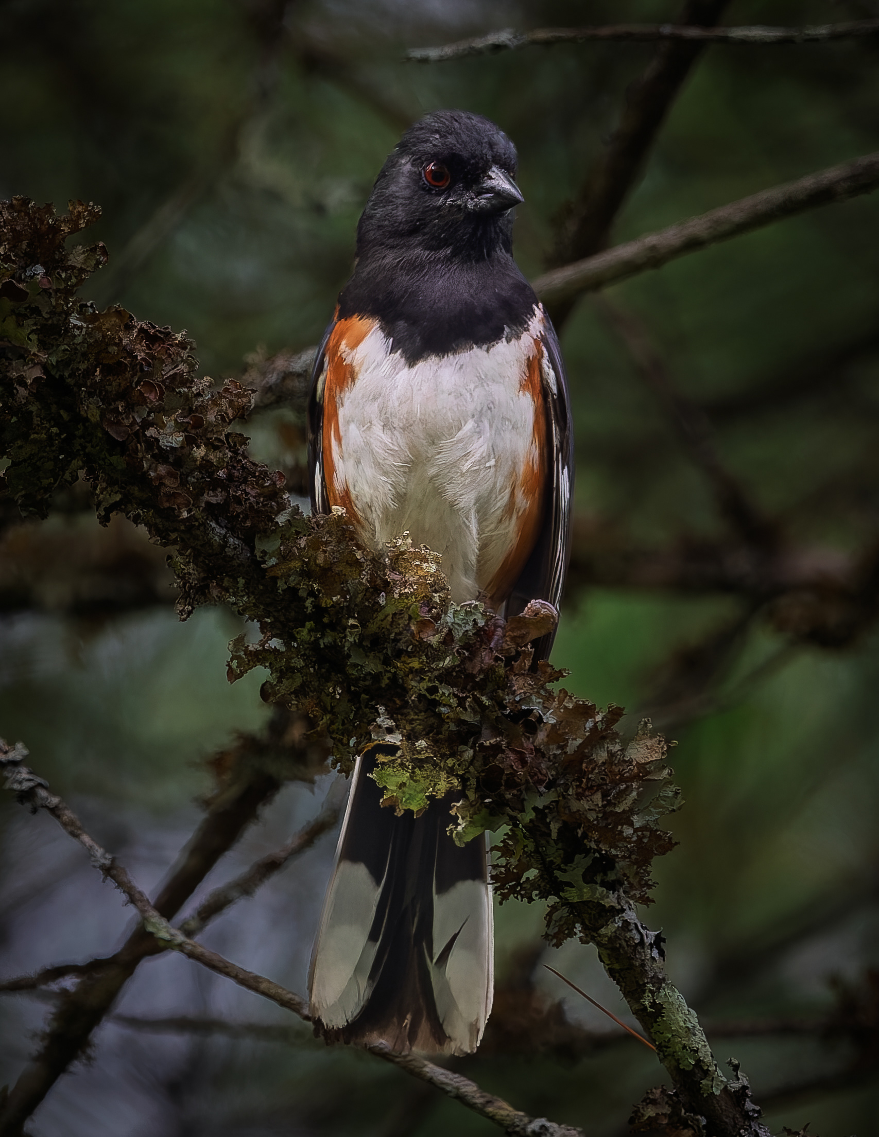 Male Eastern Towhee No1