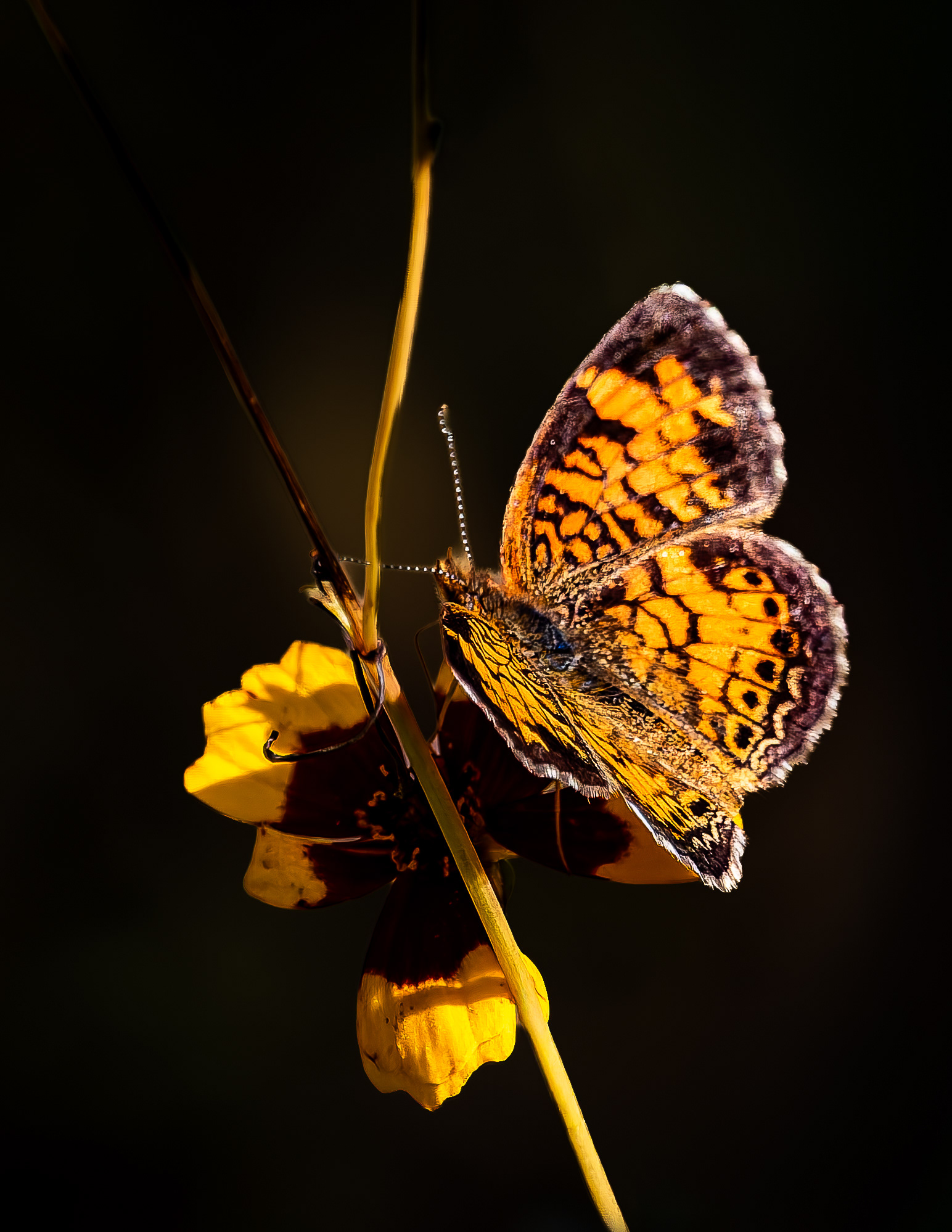 Pearl Crescent Butterfly - September 10, 2026