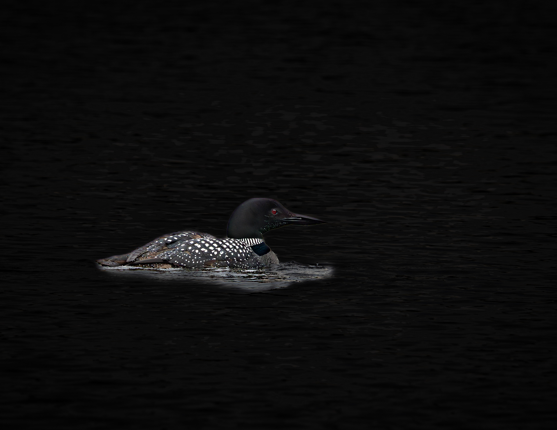Common Loon