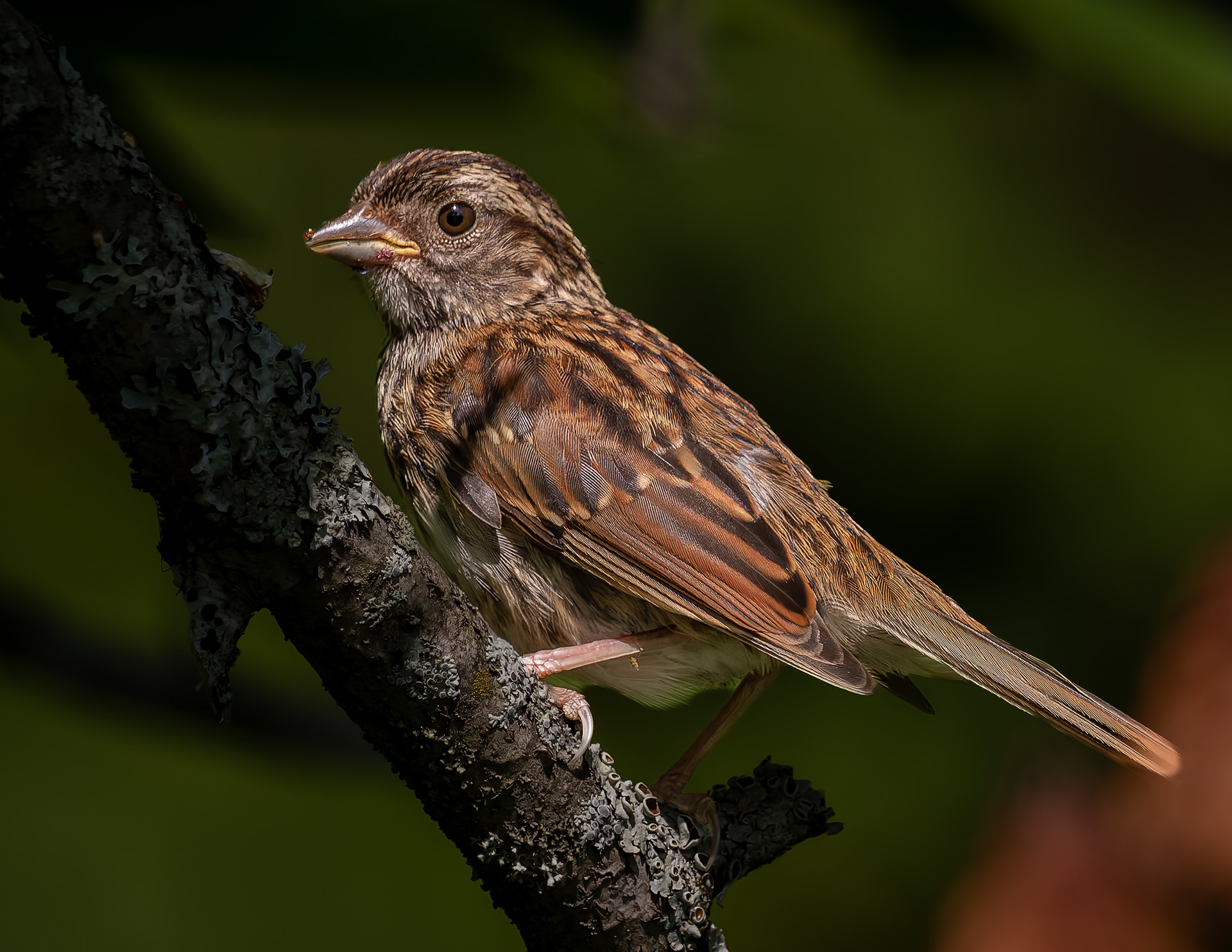 Song Sparrow