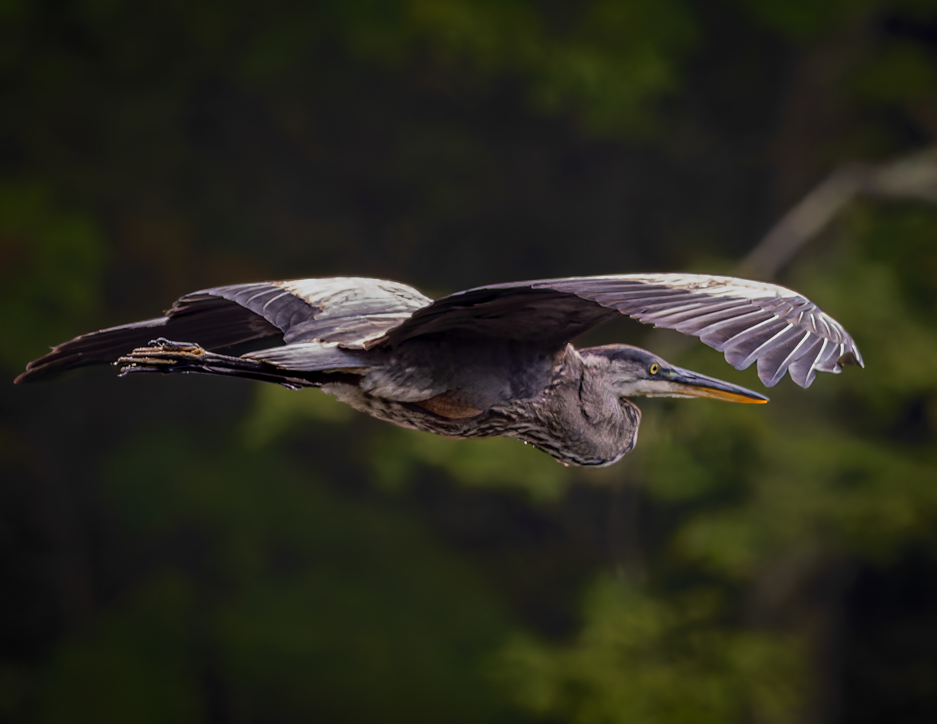 Great Blue Heron No2