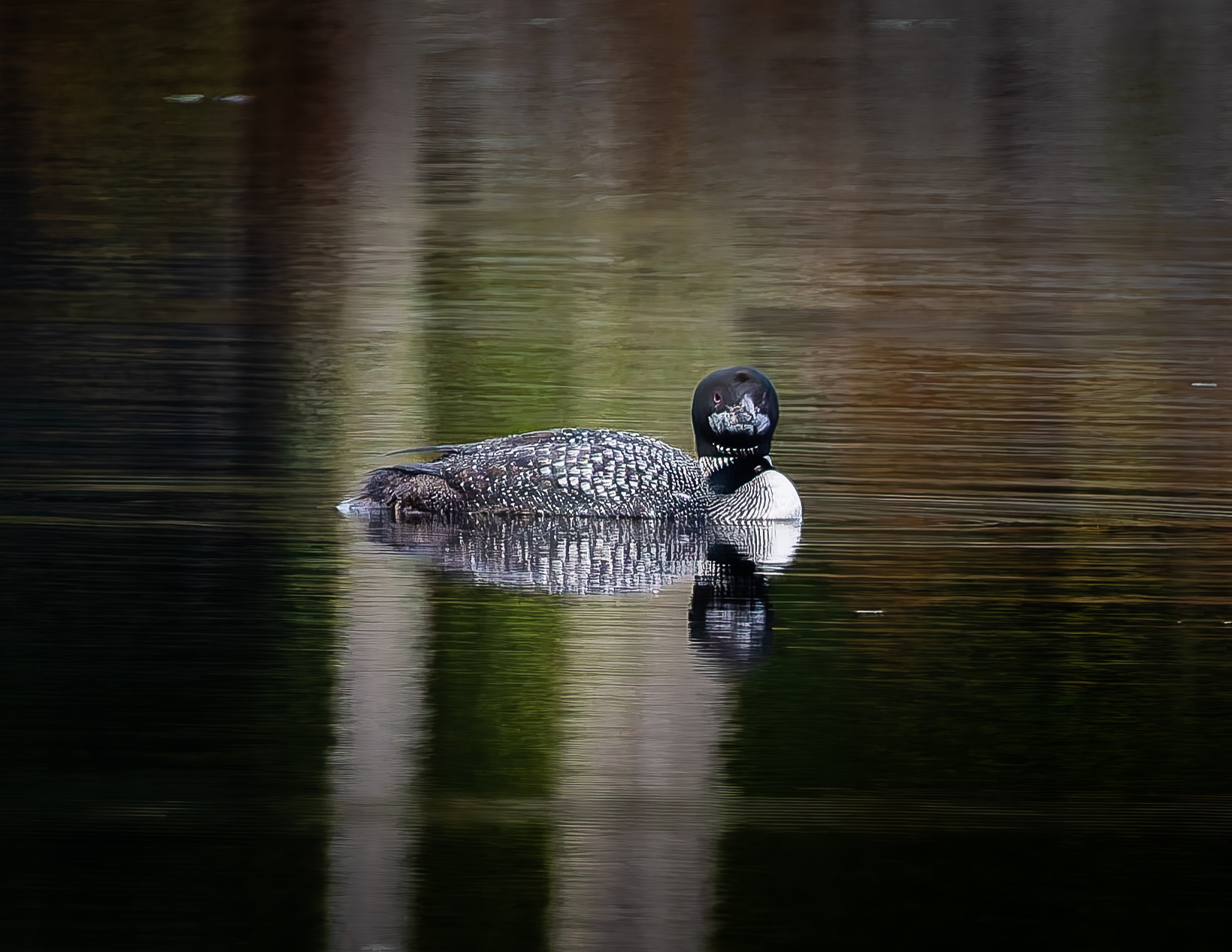 Common Loon No10