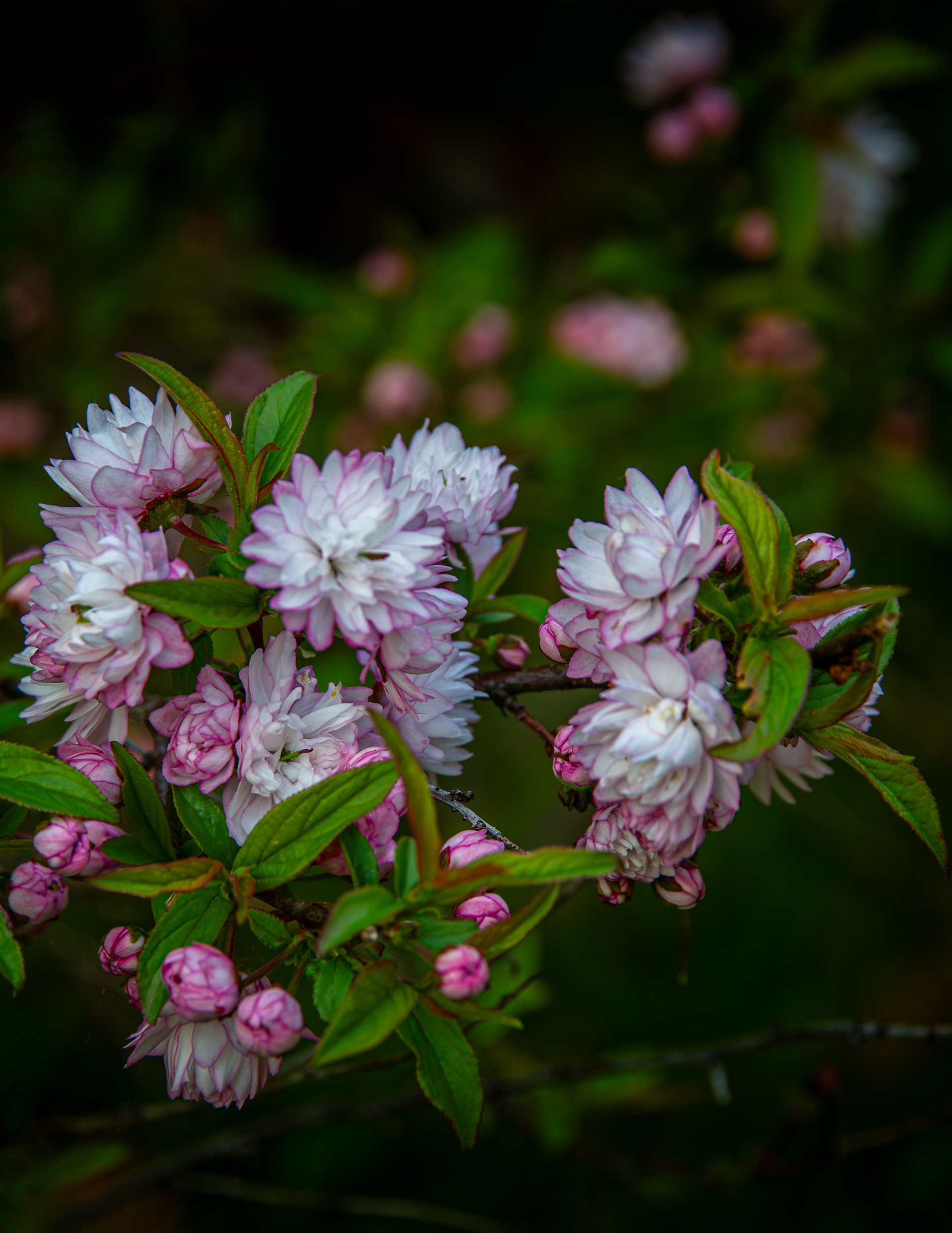 Flowering Almond