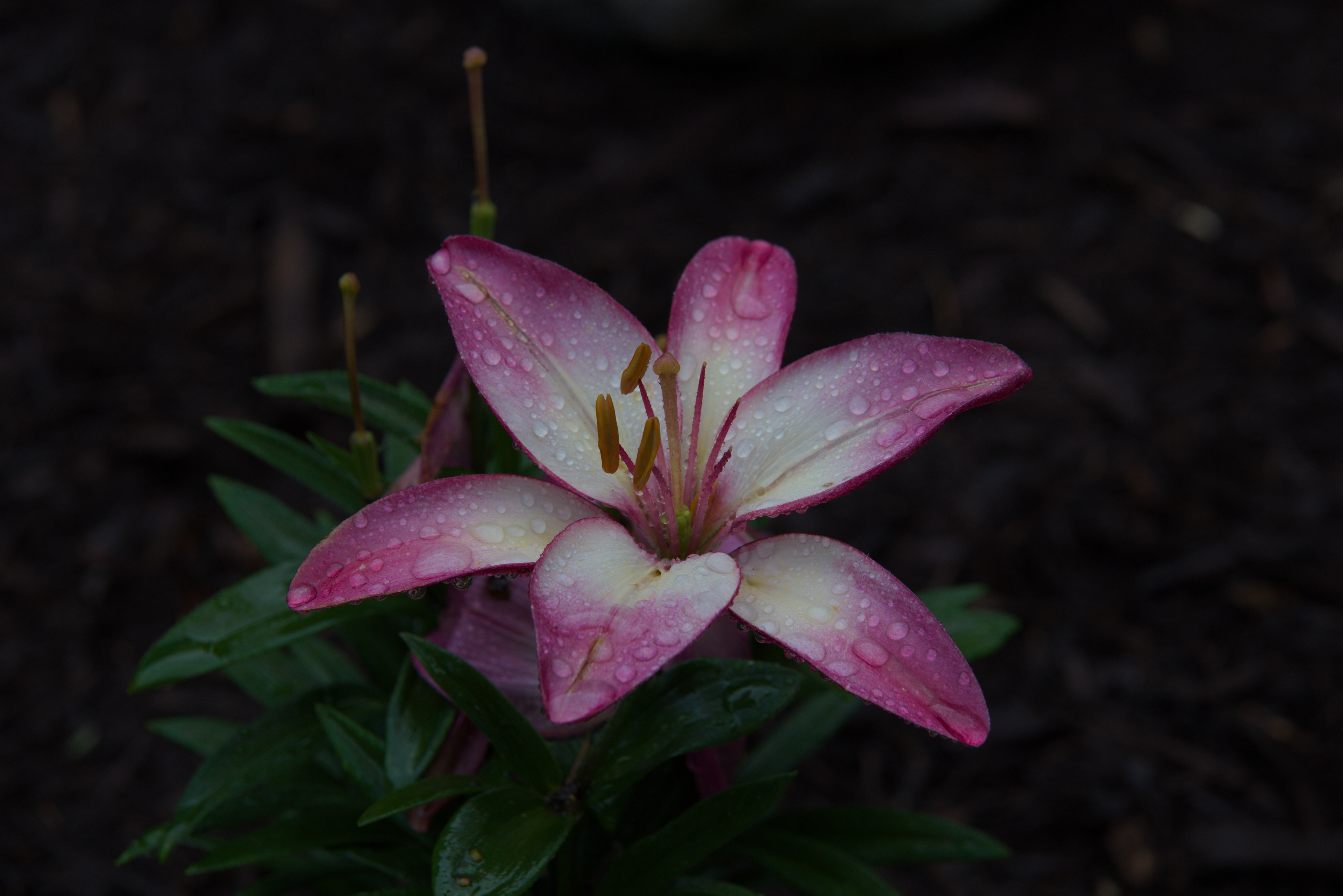 Asiatic Lily