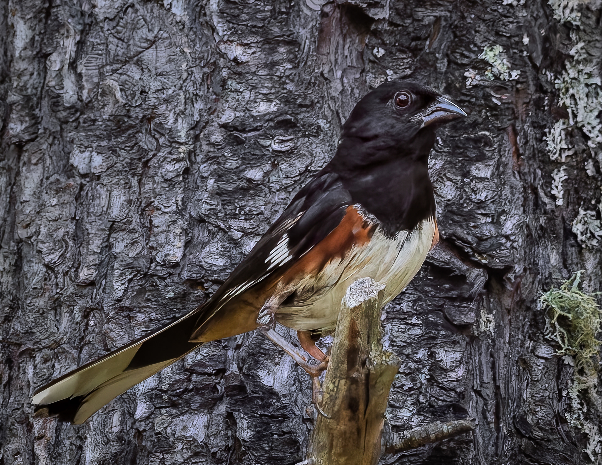 Male Eastern Towhee