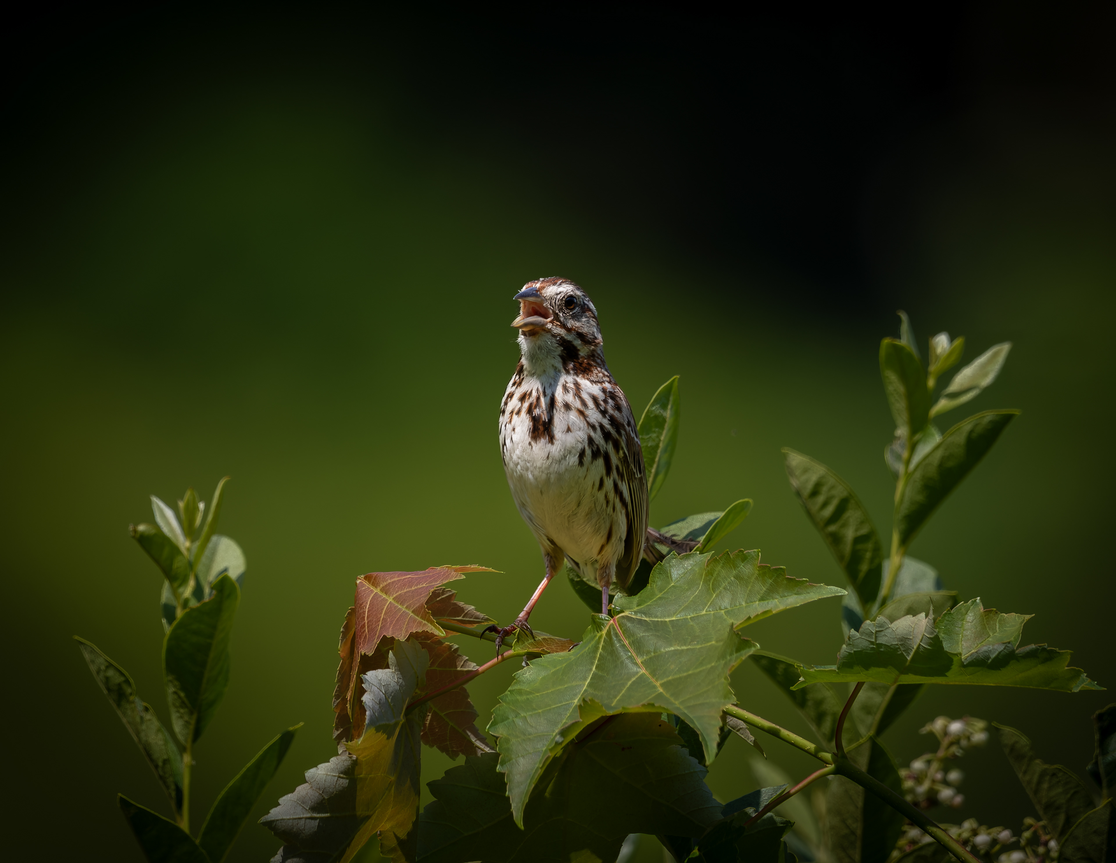 Song Sparrow