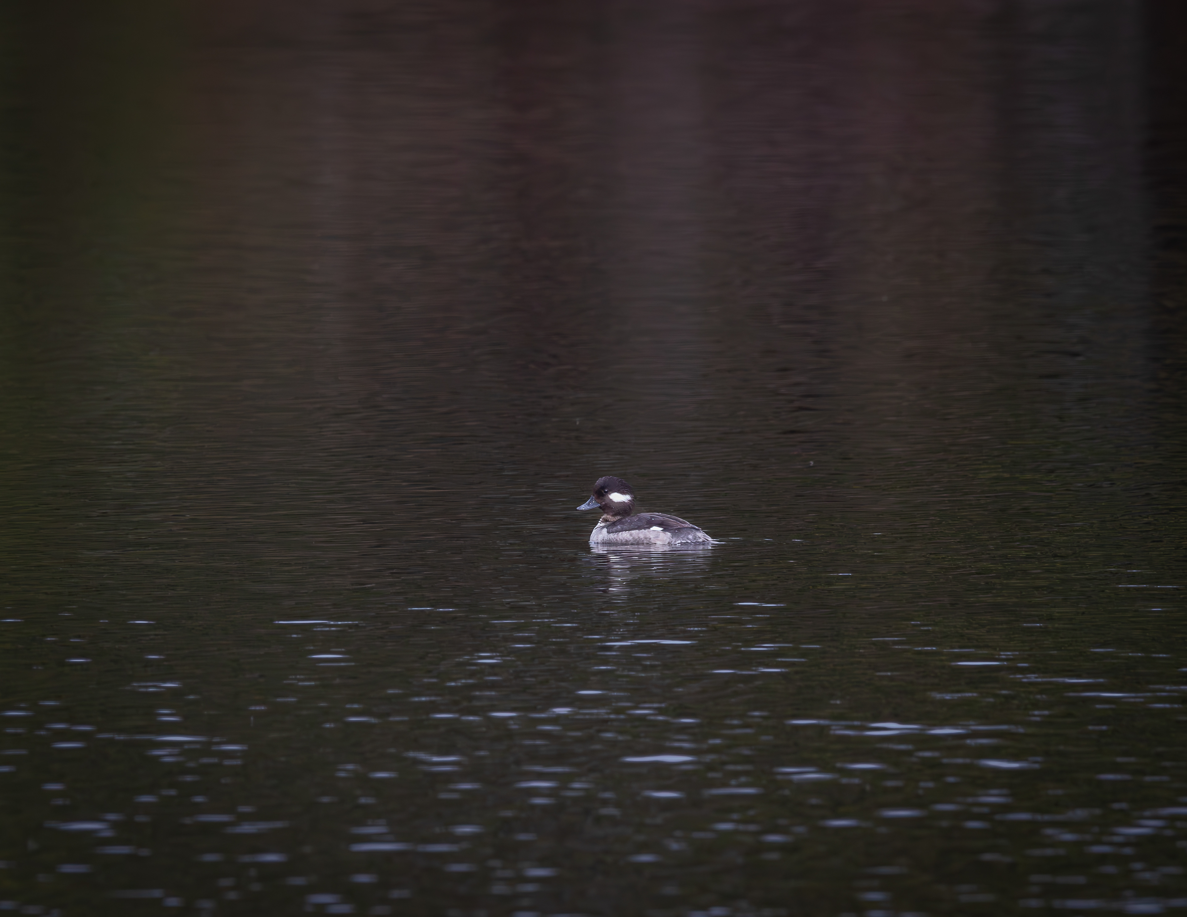 Female Bufflehead at Shellcamp