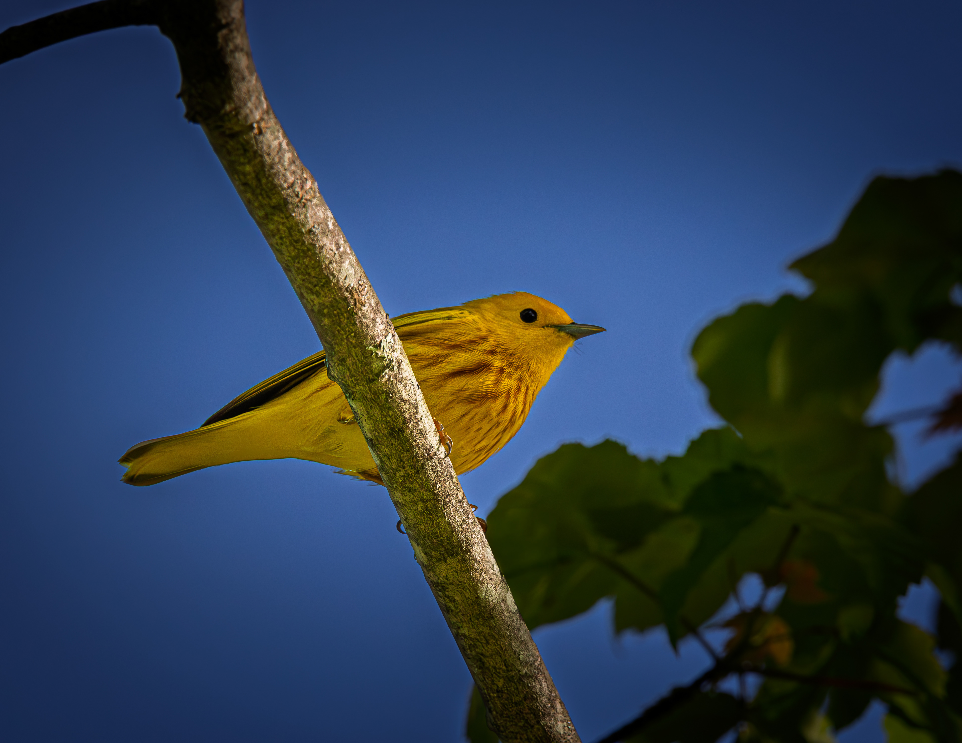 Yellow Warbler No1