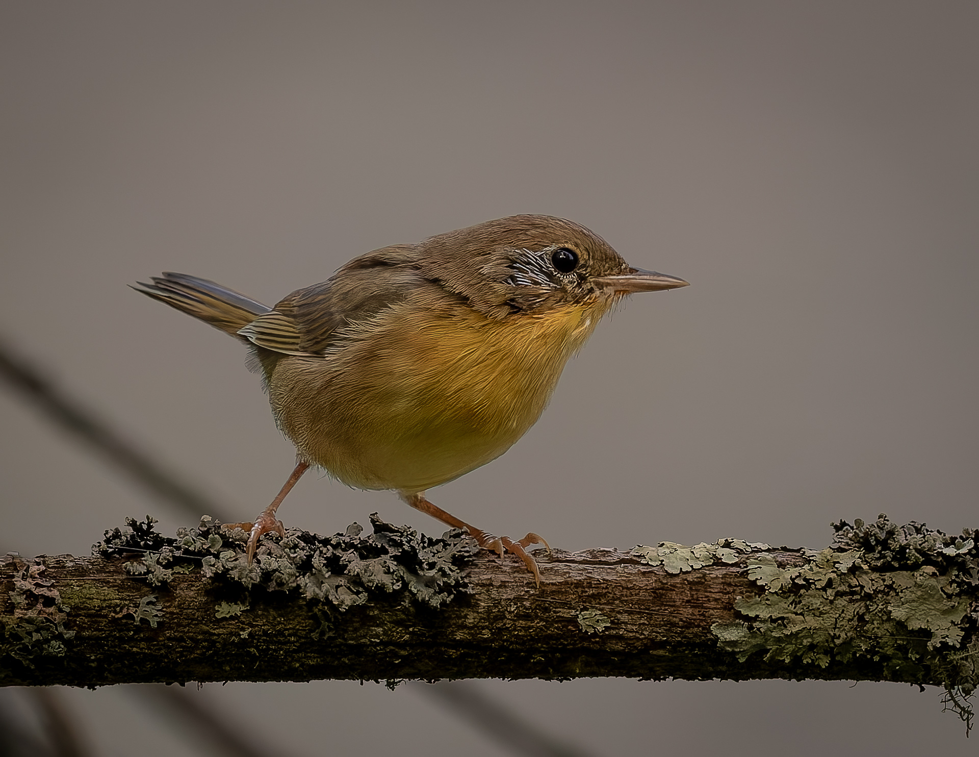 Common Yellowthroat No3
