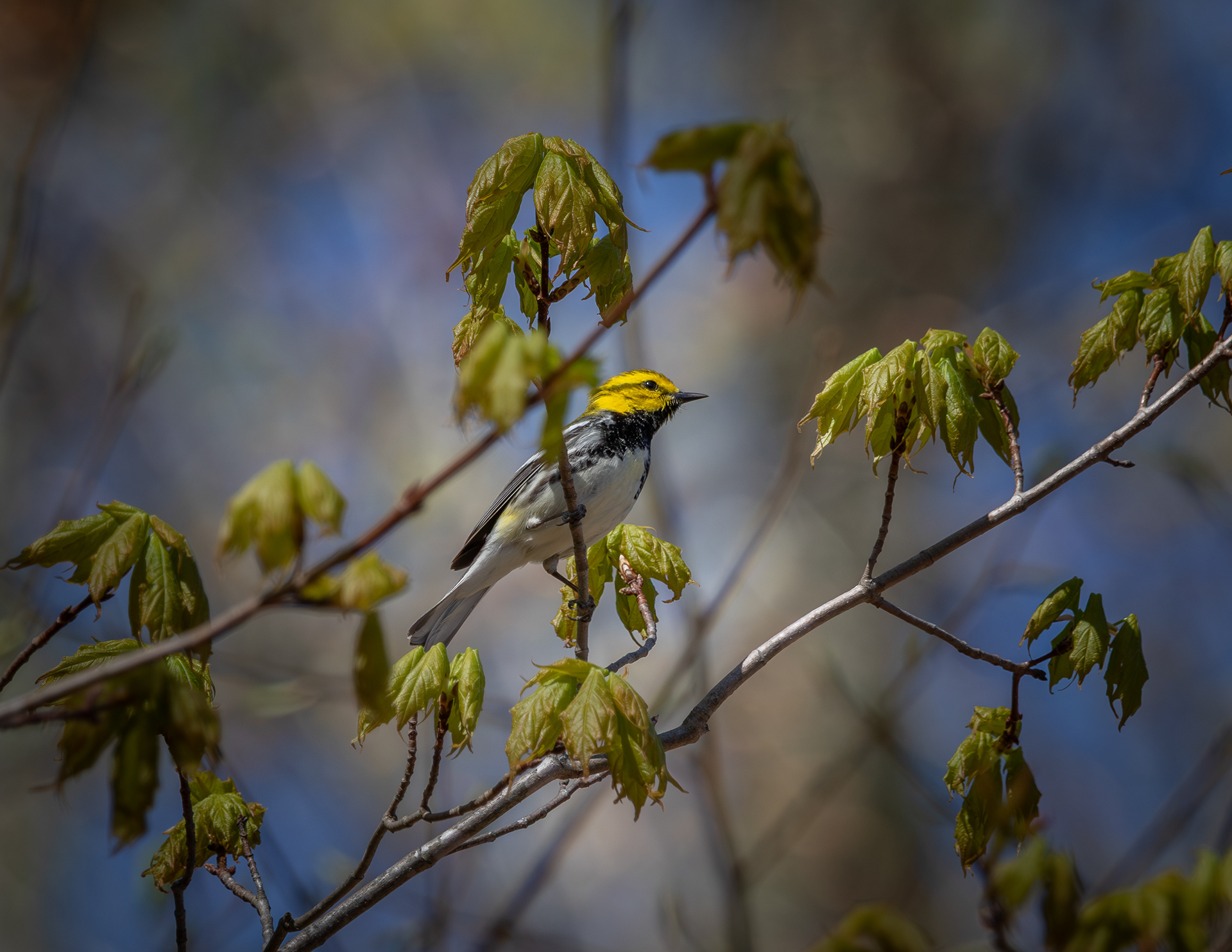 Black-throated Green Warbler at CSV