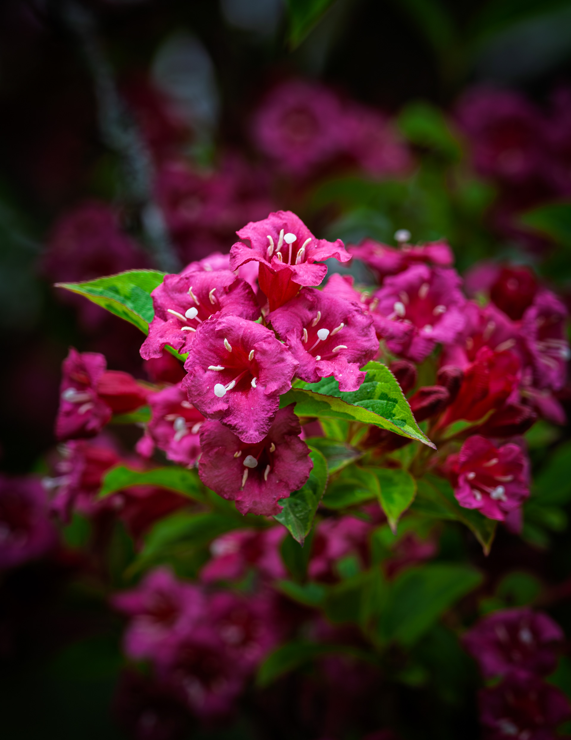 Veriegated Weigela