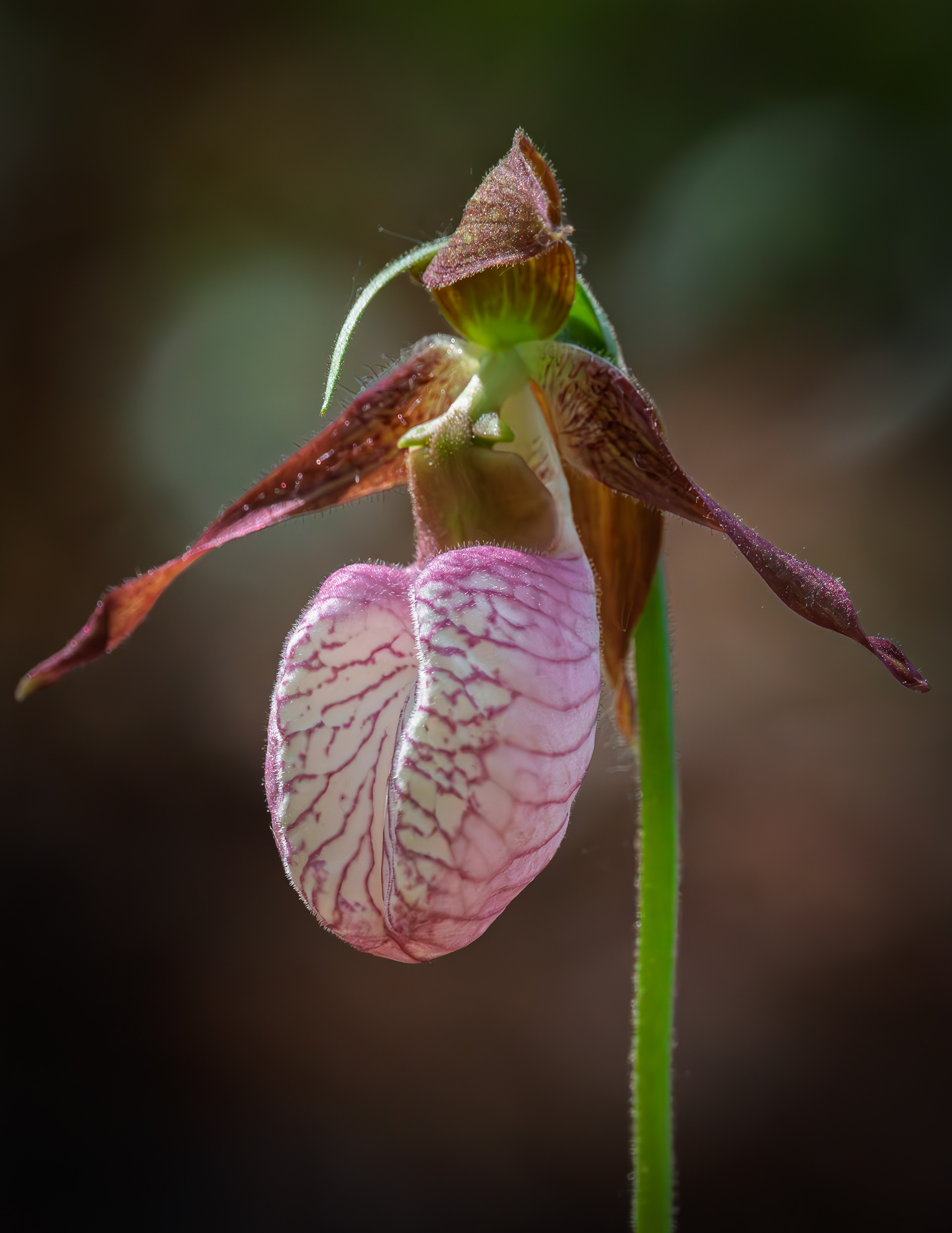 Lady's Slipper