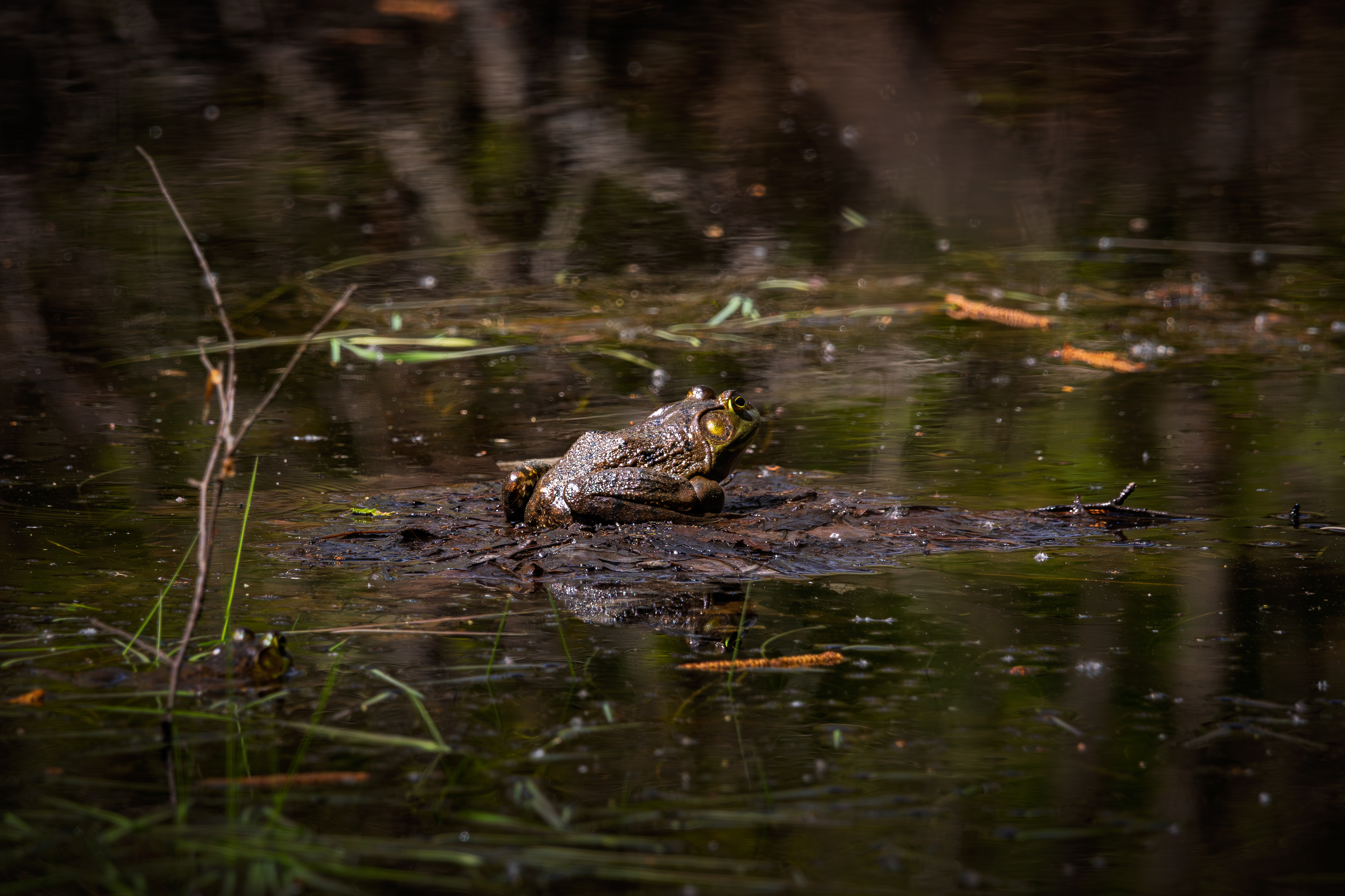 Frog at Grey Rocks
