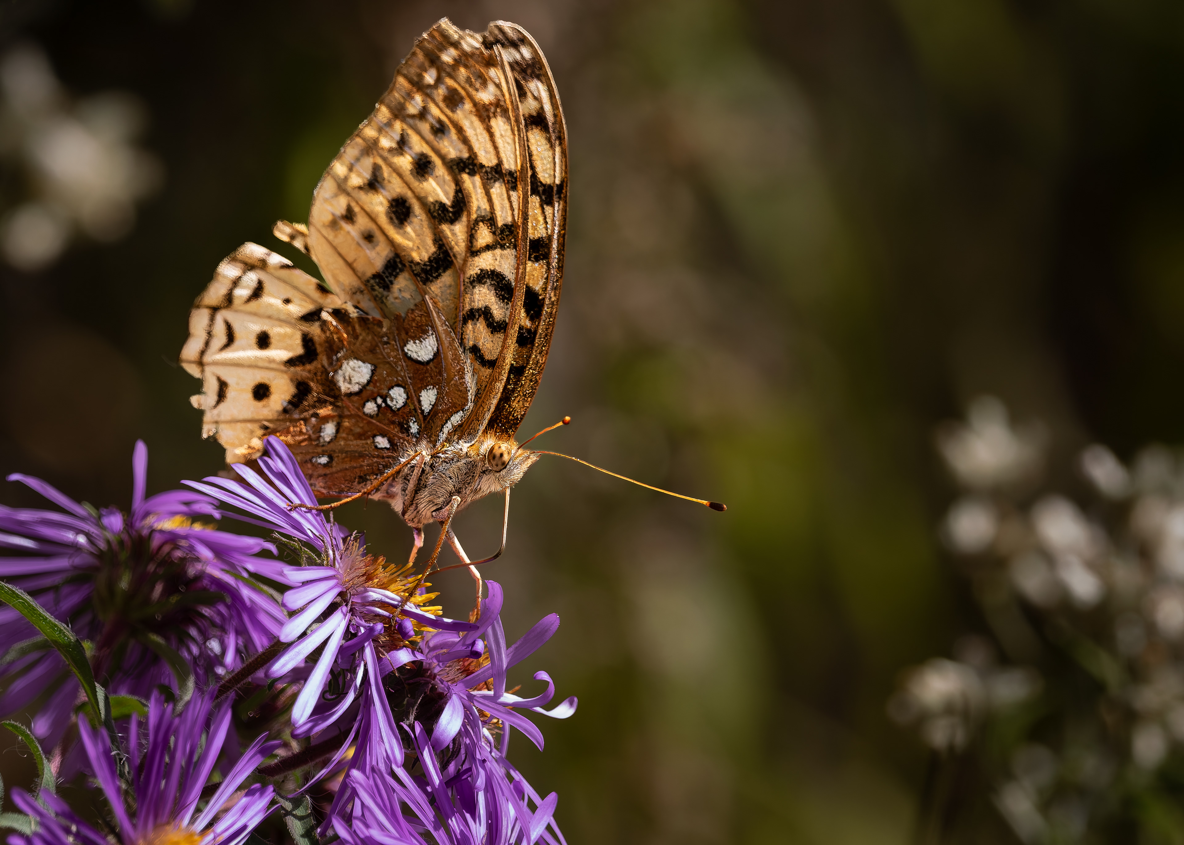 Great Spangled Fritillary Butterfly No2