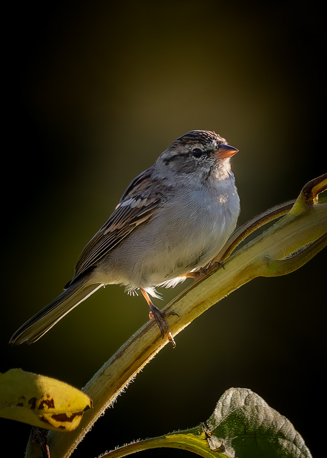 Chipping Sparrow - October 4, 2026