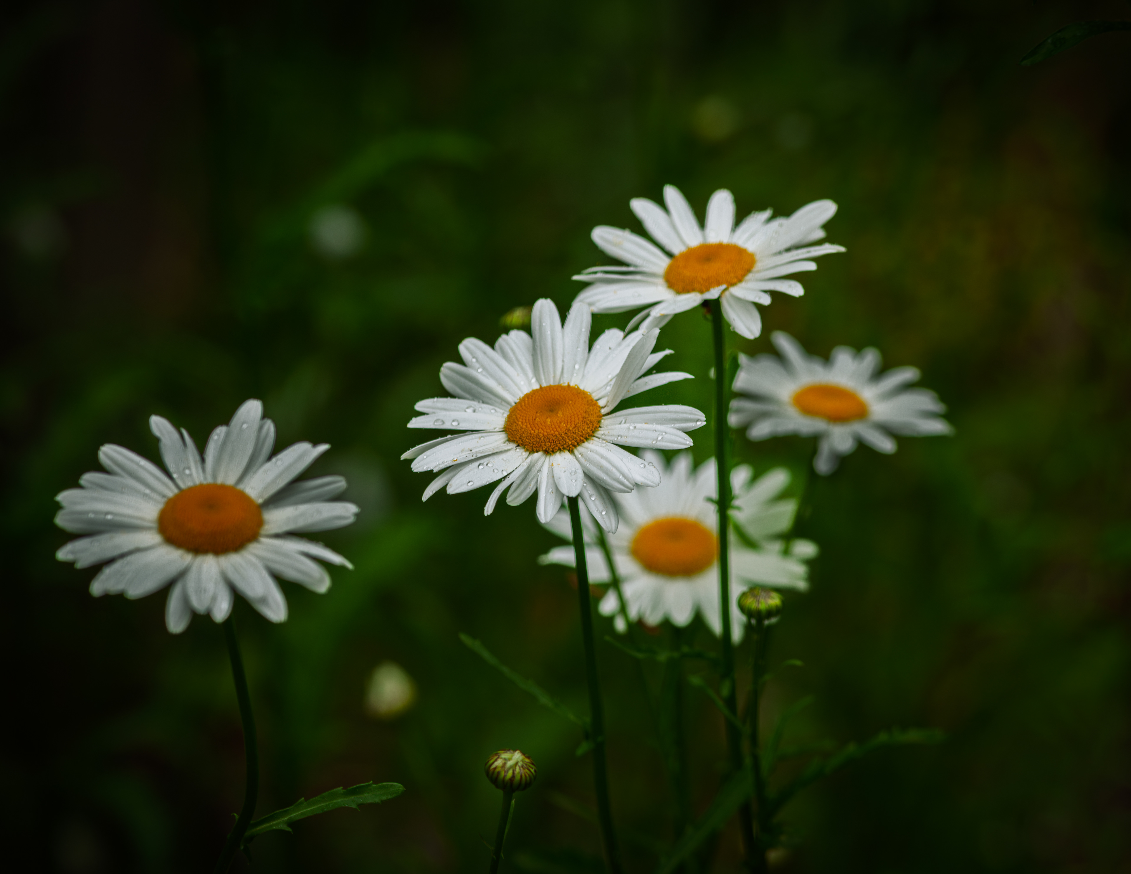 Daisies No2
