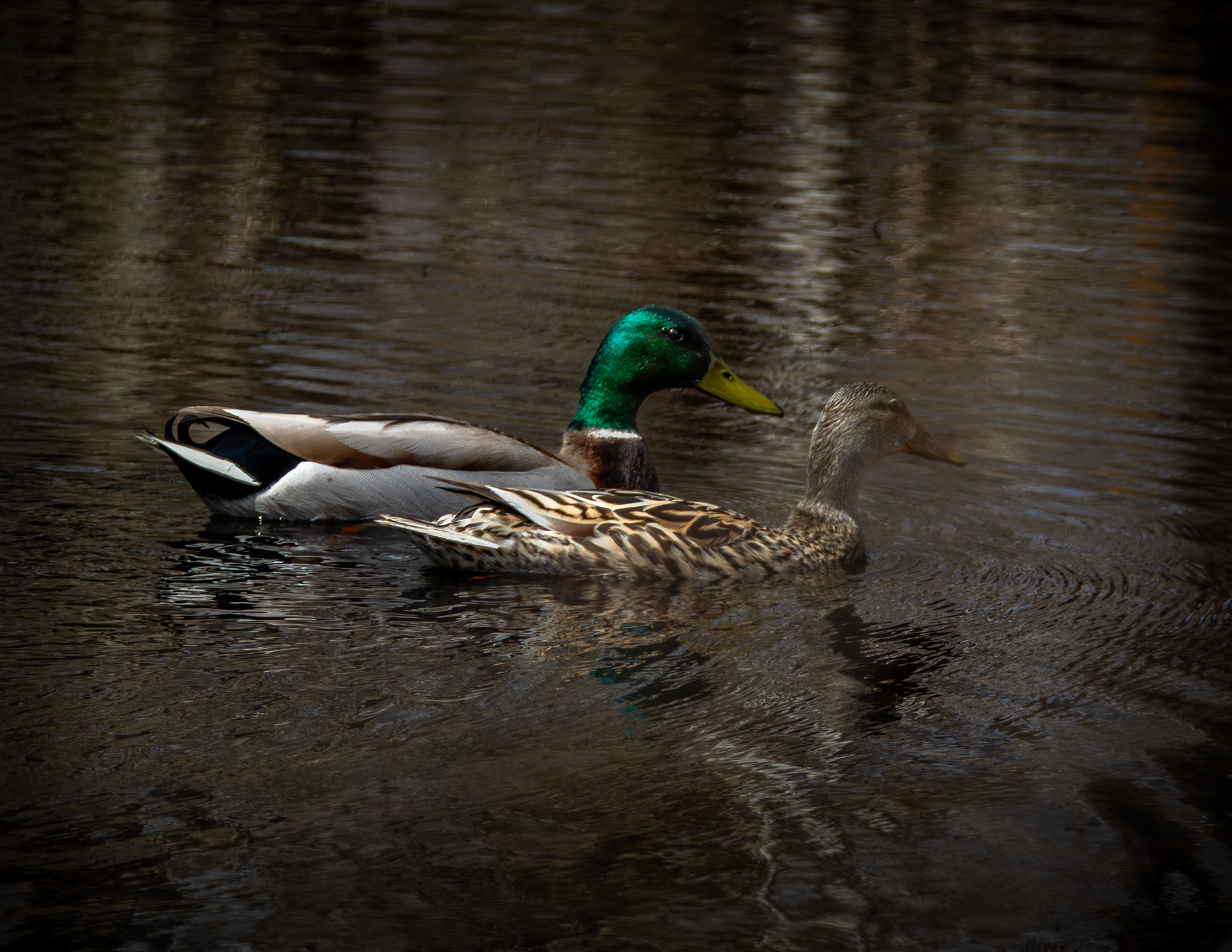 Mallard Pair at Grey Rocks Conservation Area No2