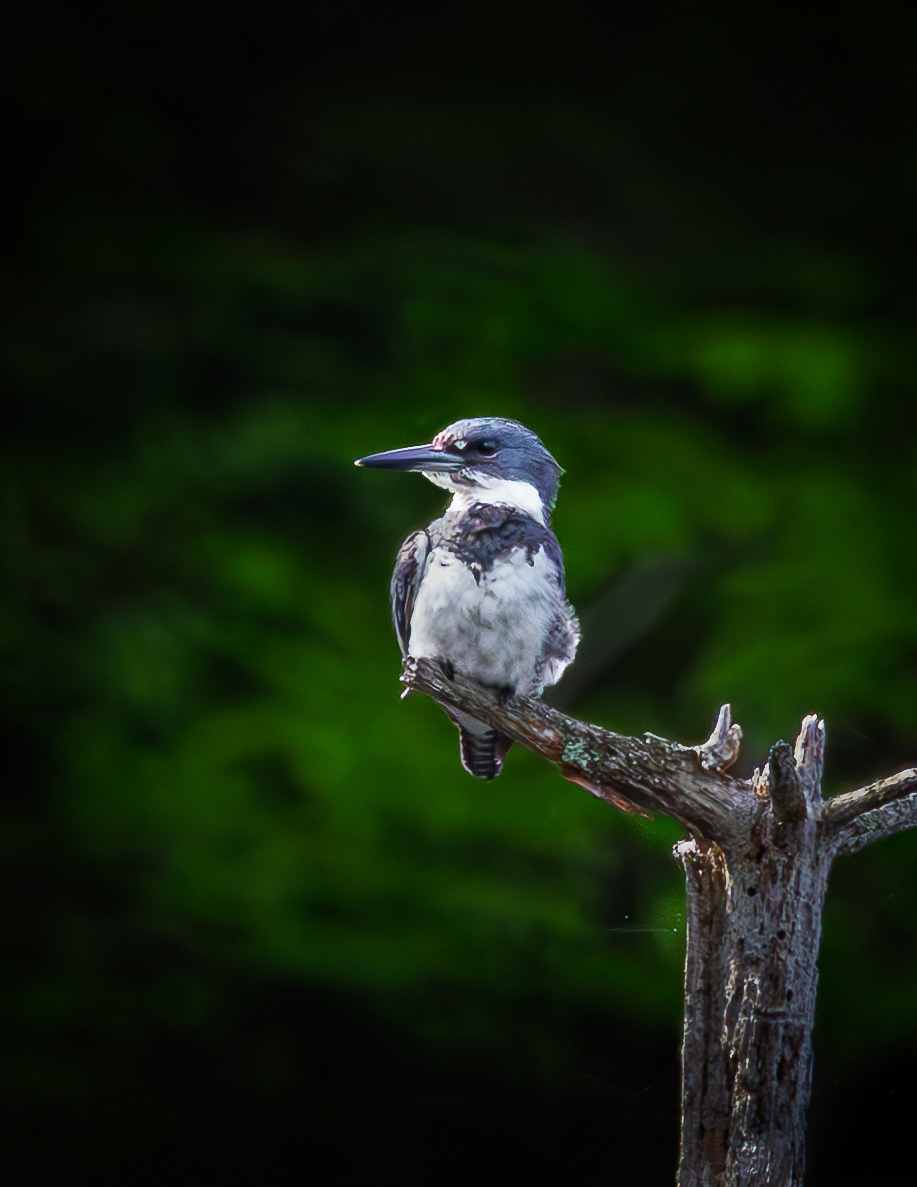 Juvenile Belted Kingfisher
