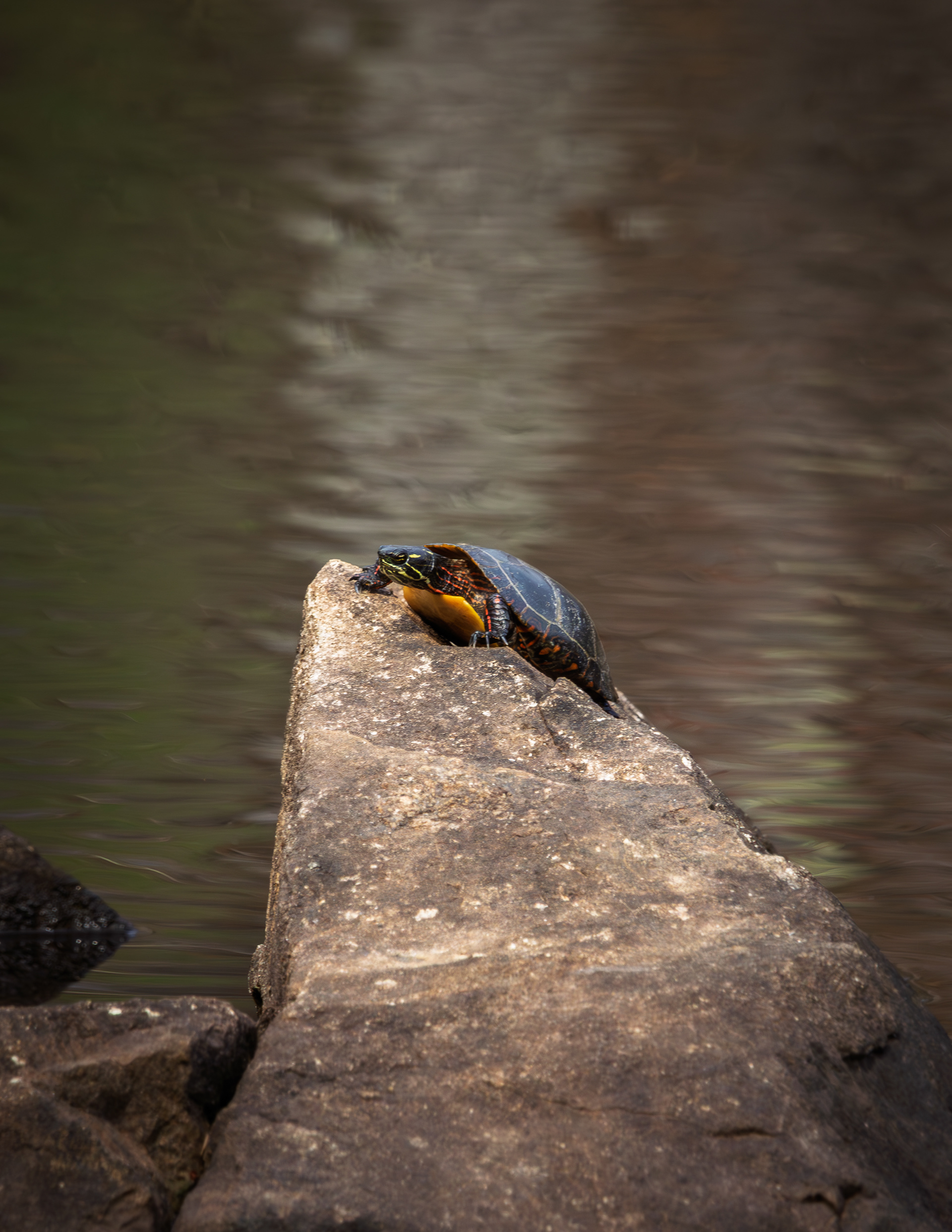 Turtle at Factory Pond