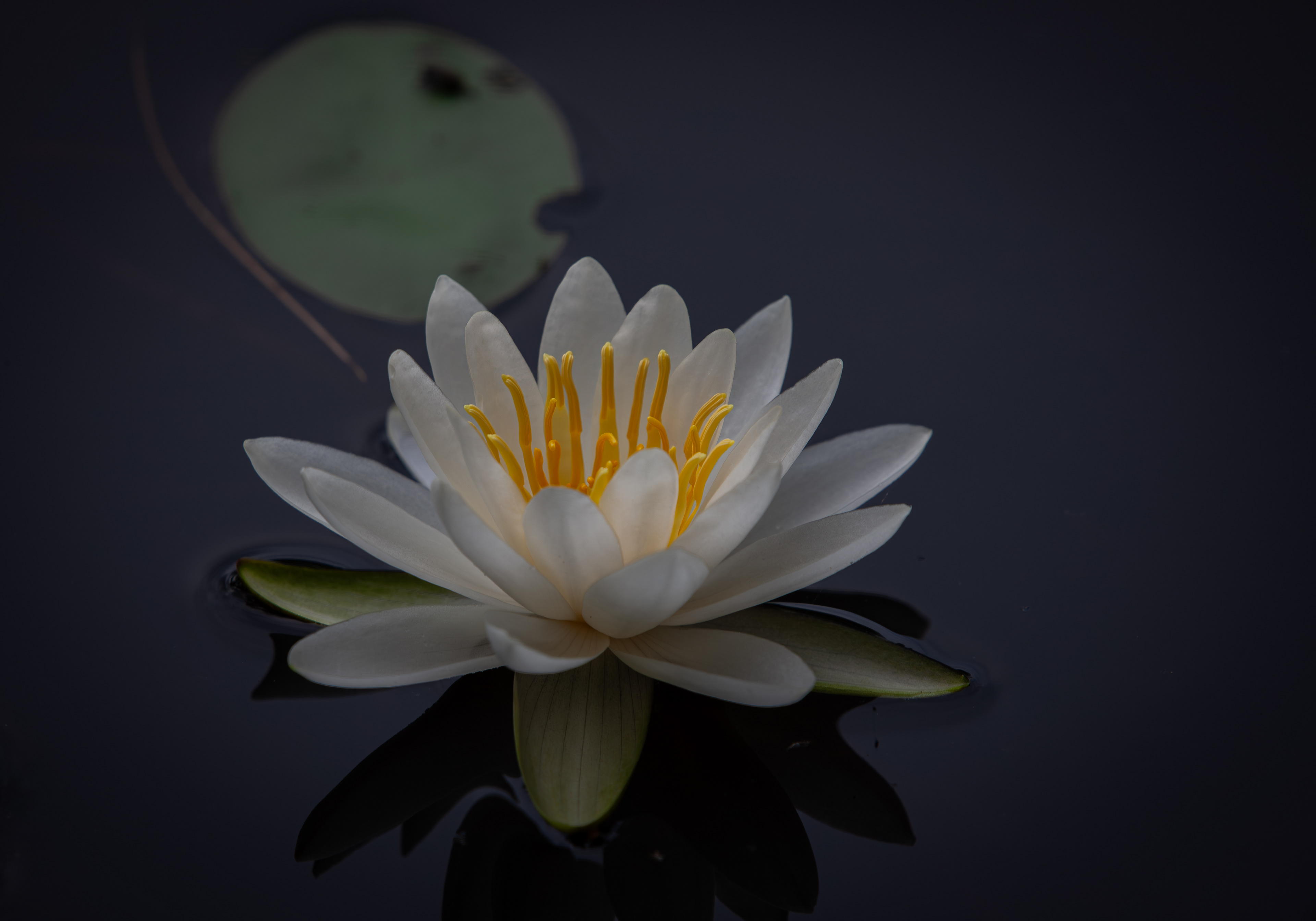 Water Lily at Canterbury Shaker Village