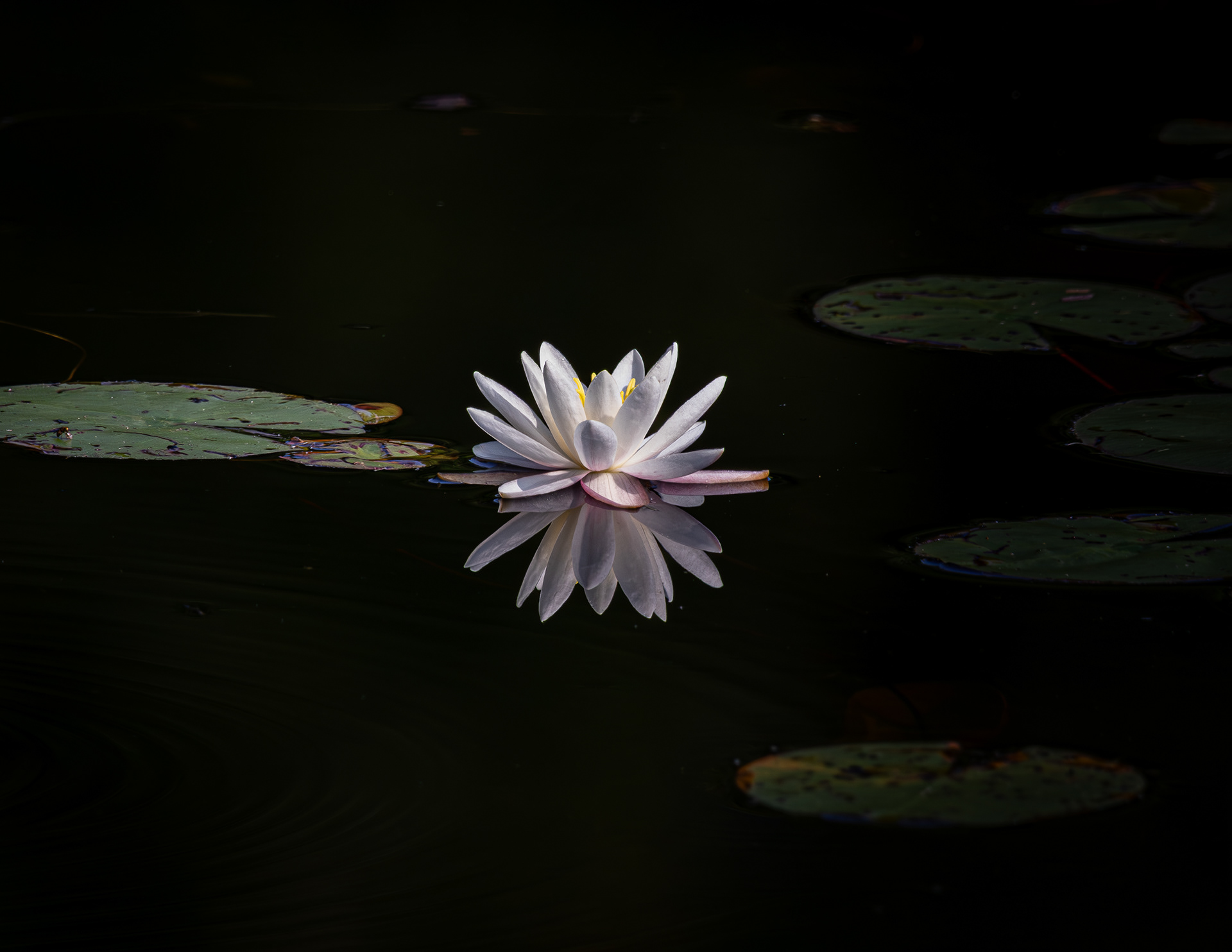 Water Lily - July 3, 2025