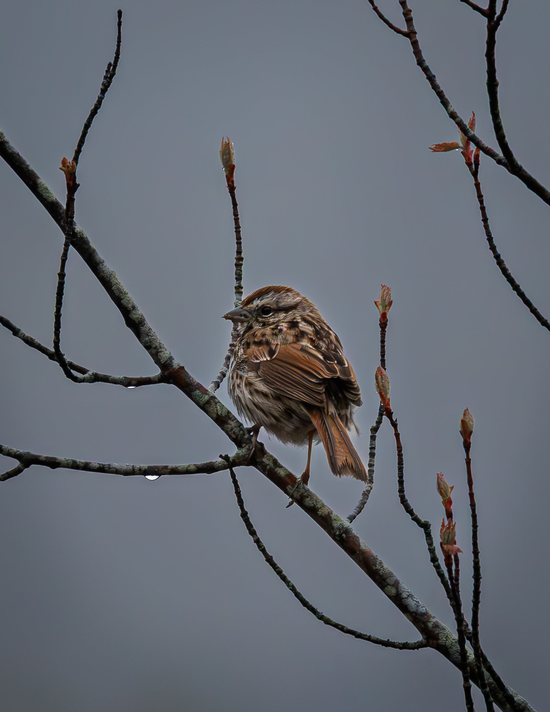 Song Sparrow