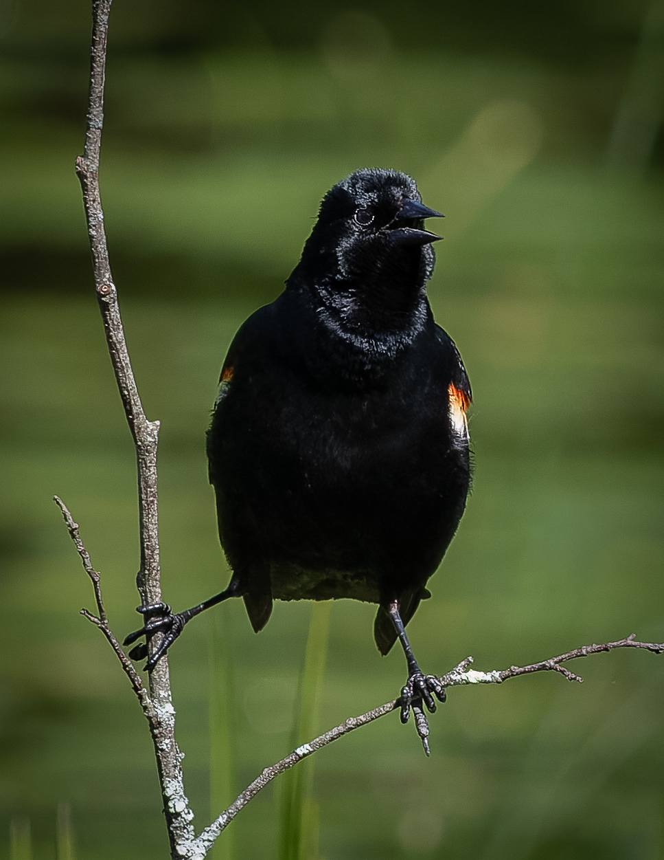 Red-winged Blackbird No1