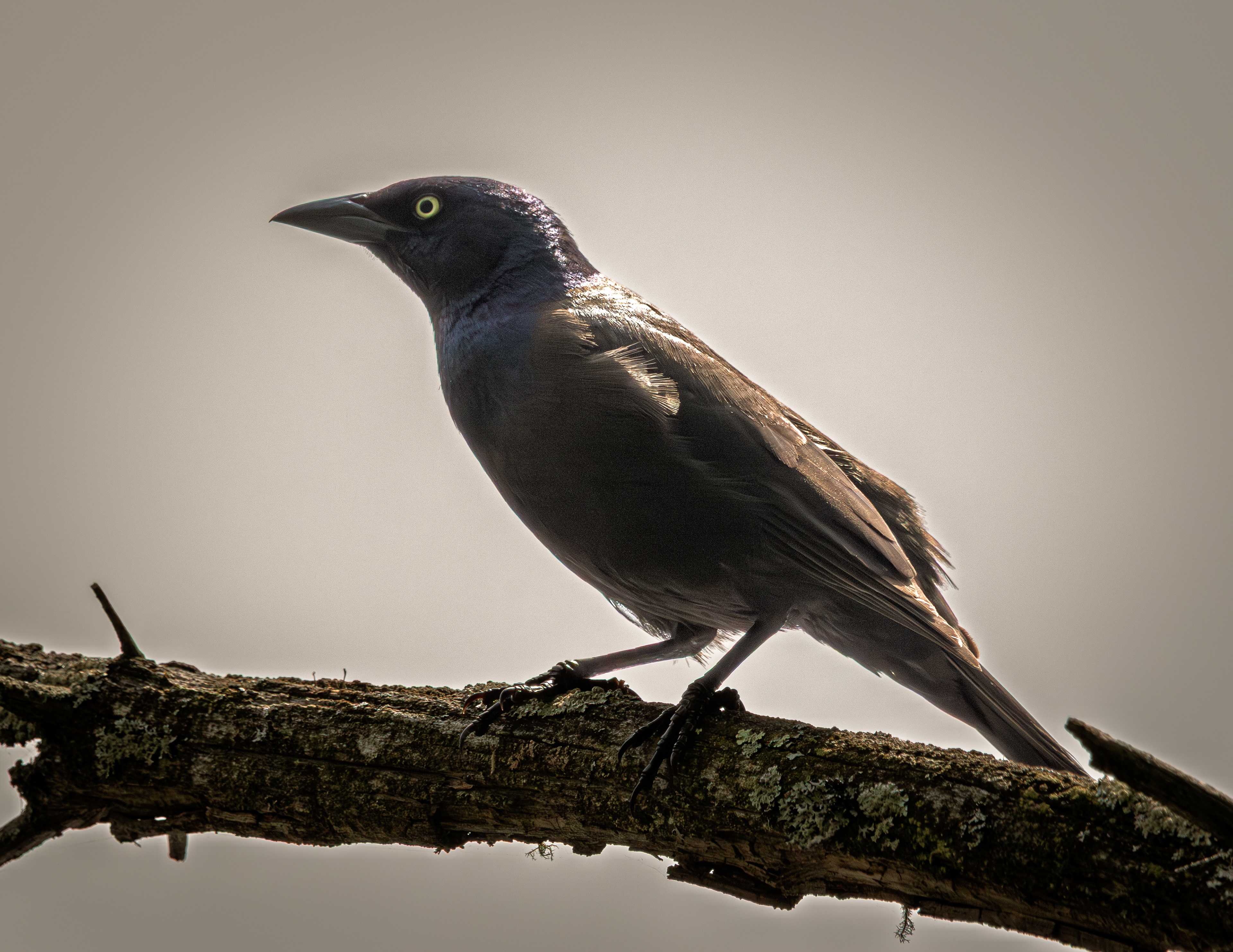 Common Grackle No2
