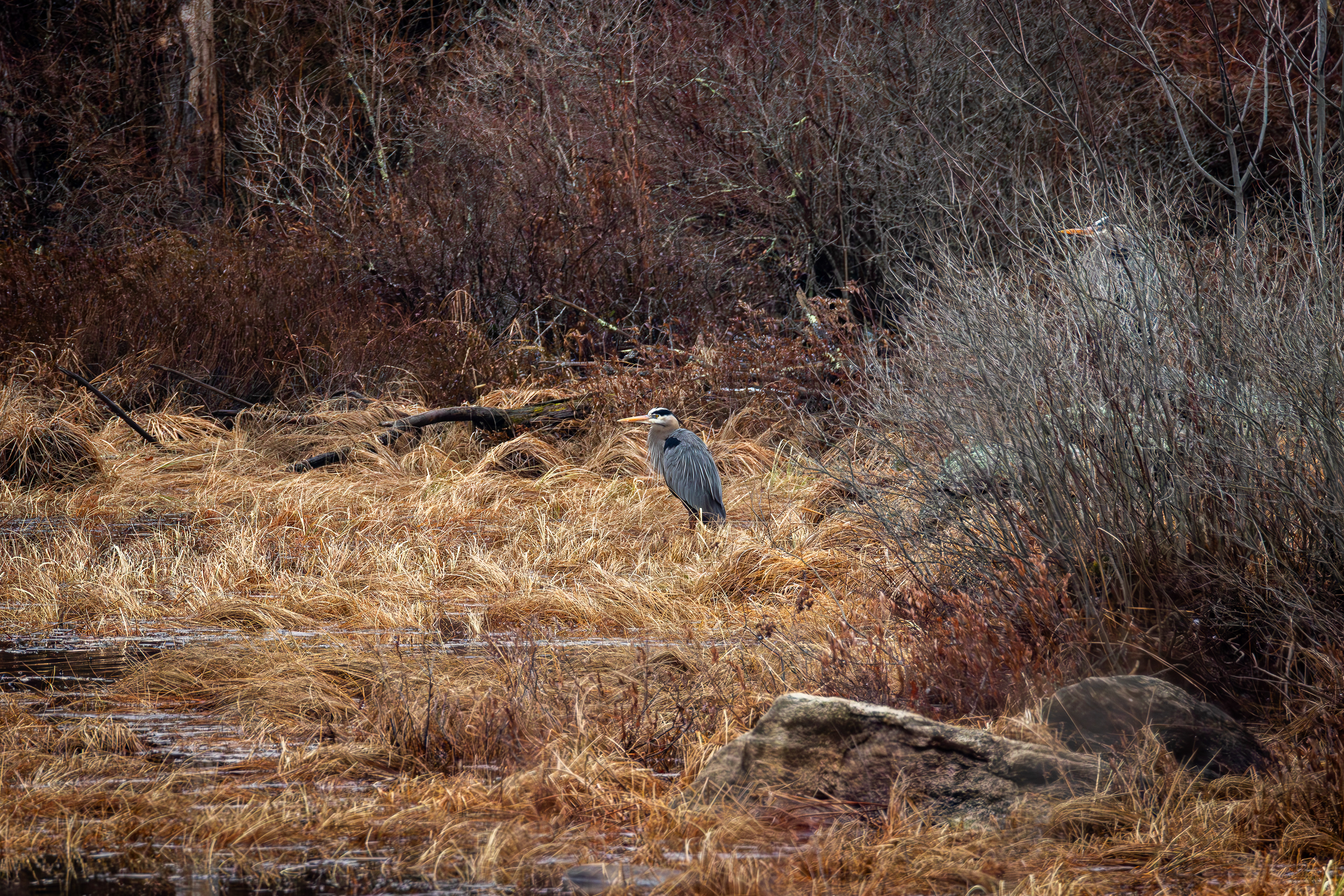 Great Blue Herons at Rollins Pond No1