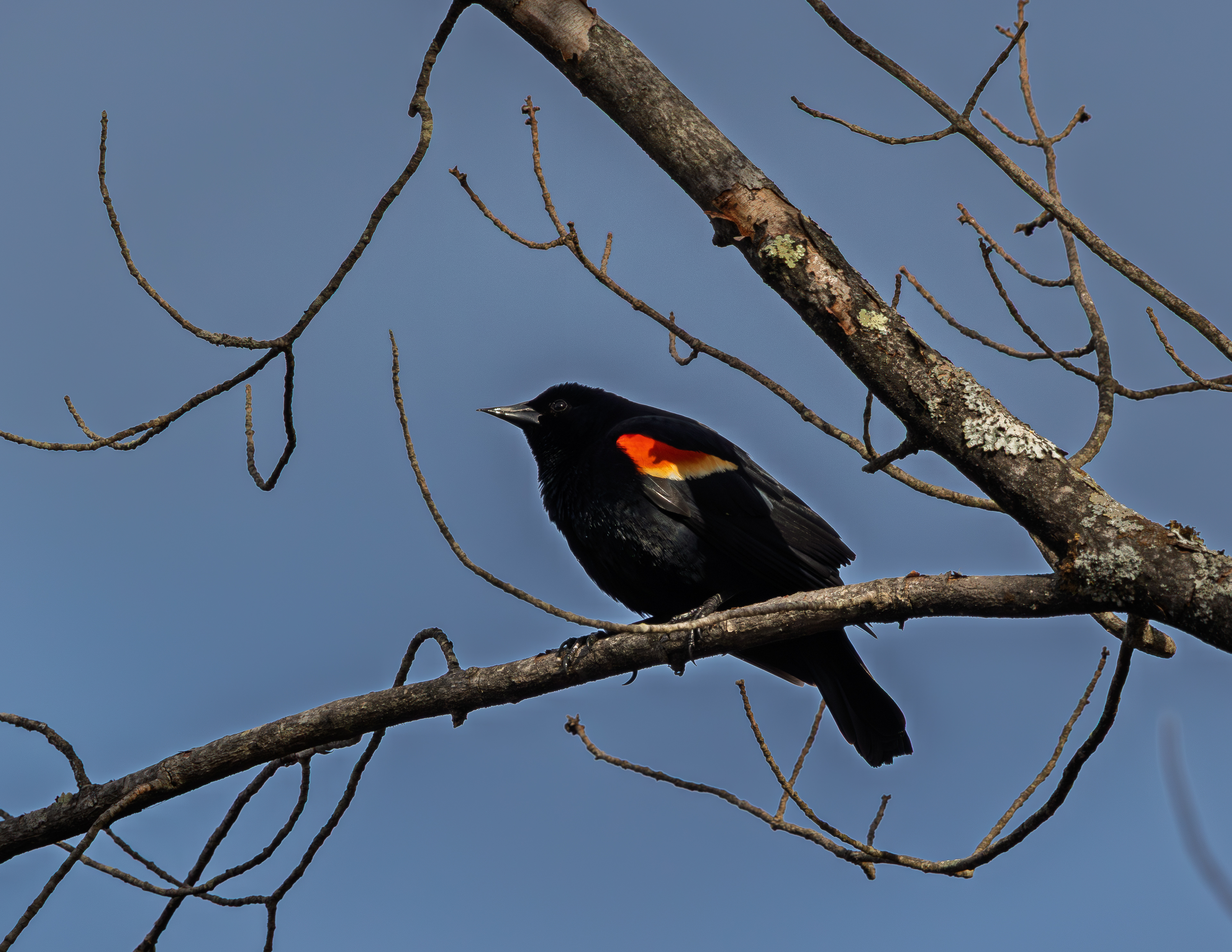 Male Red-Winged Blackbird at CSV